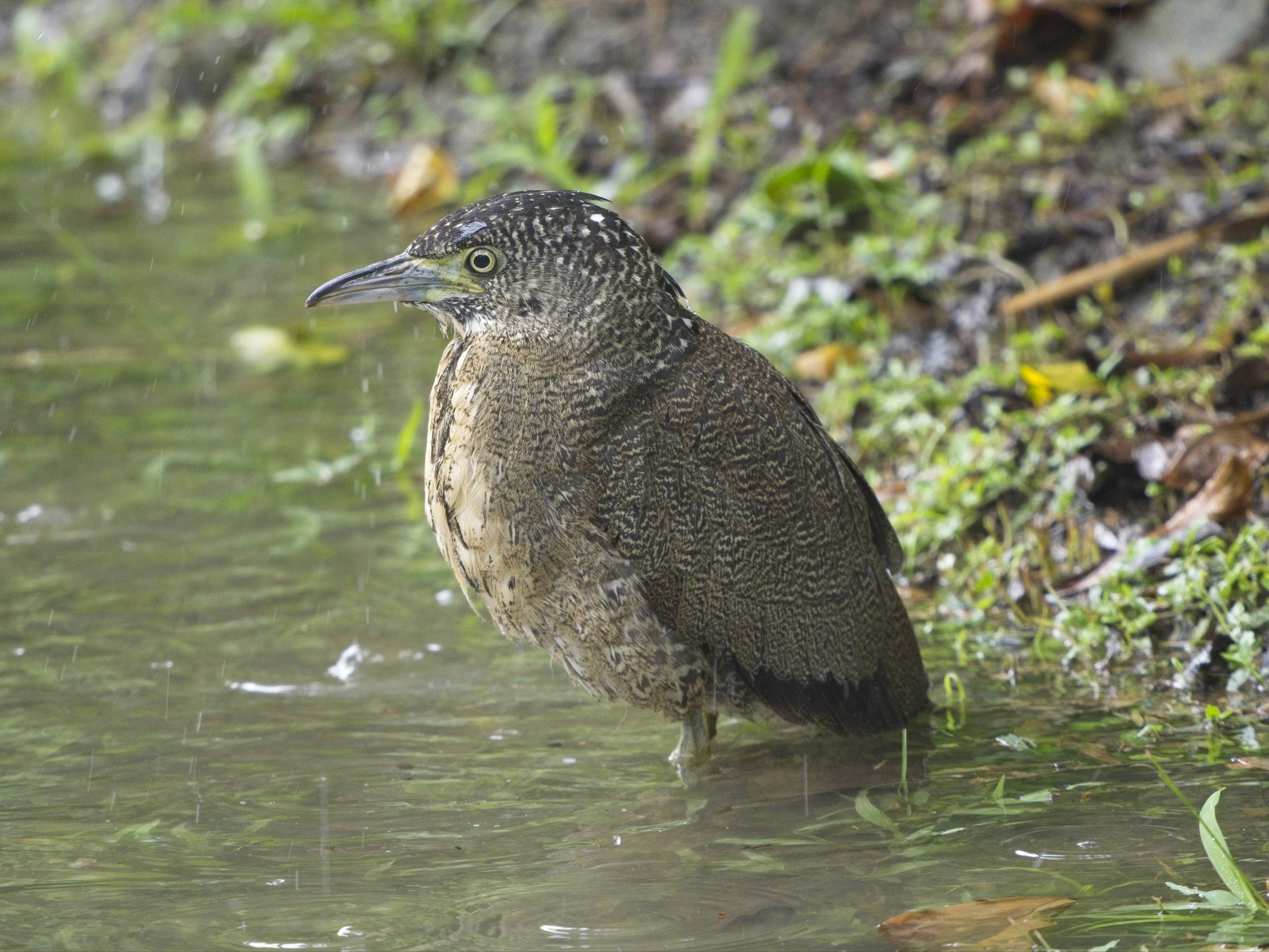 Malayan Night-Heron