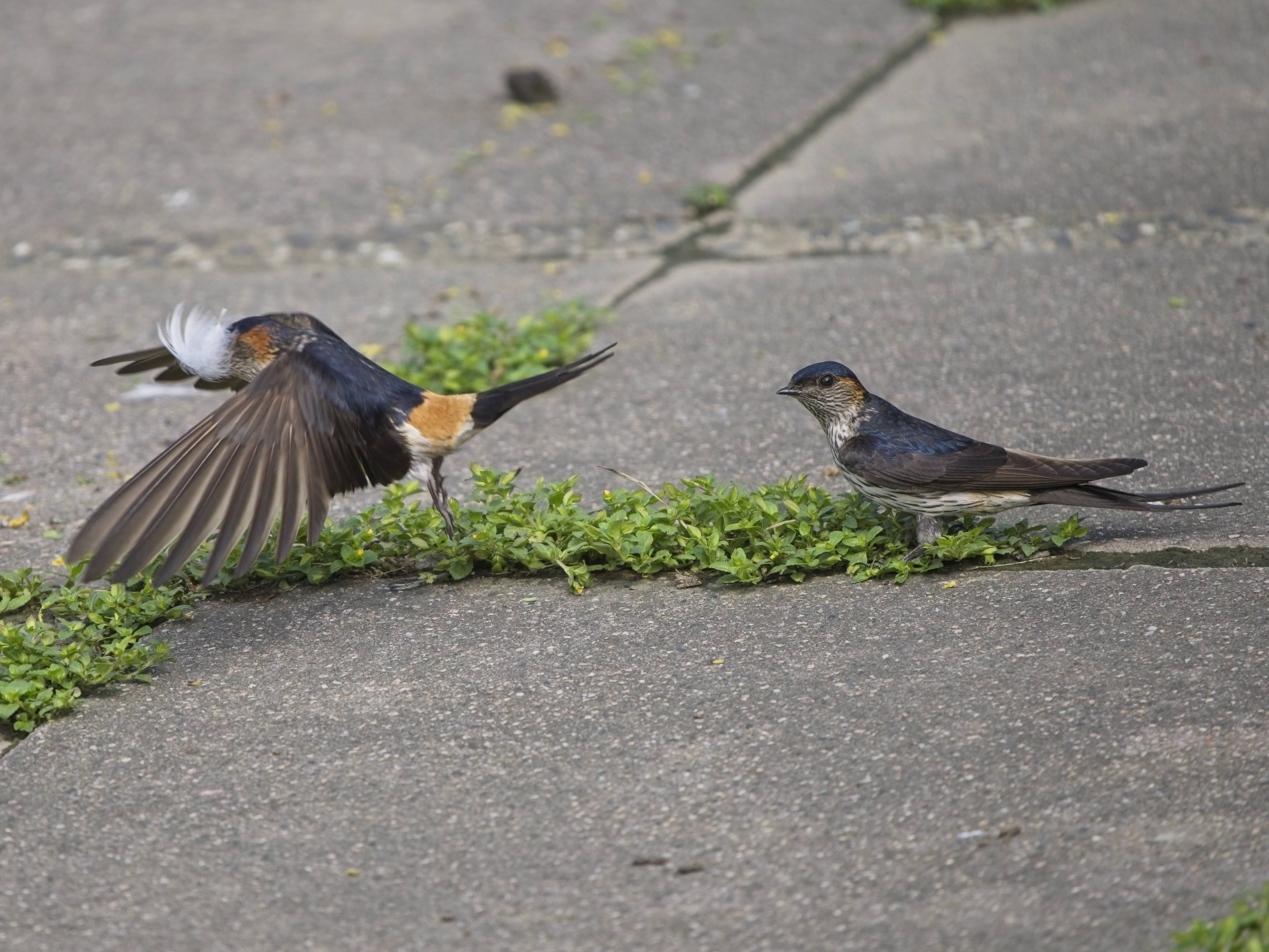 Eastern Red-rumped Swallow (Striated Swallow)