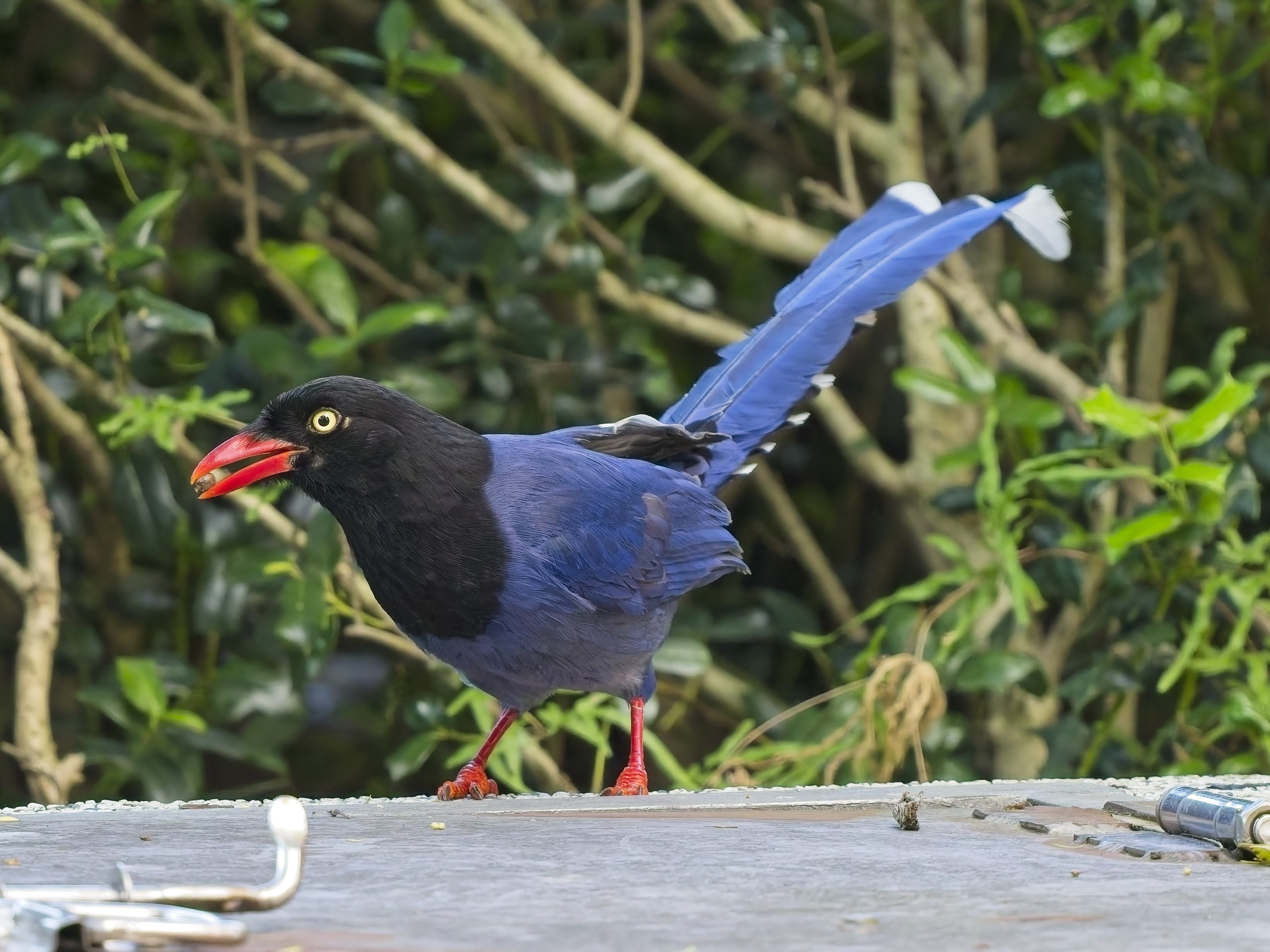 Taiwan Blue Magpie