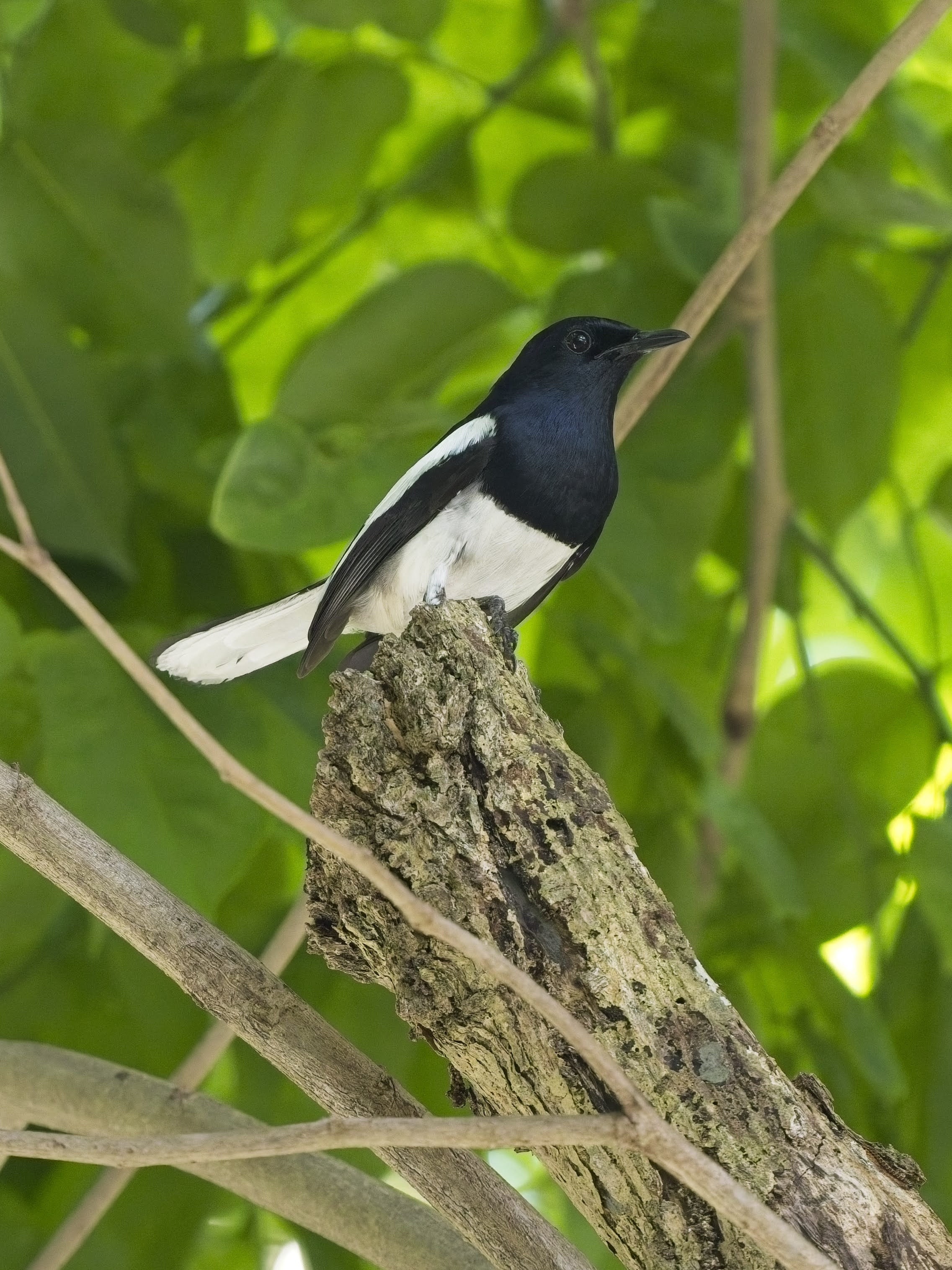 Oriental Magpie-Robin