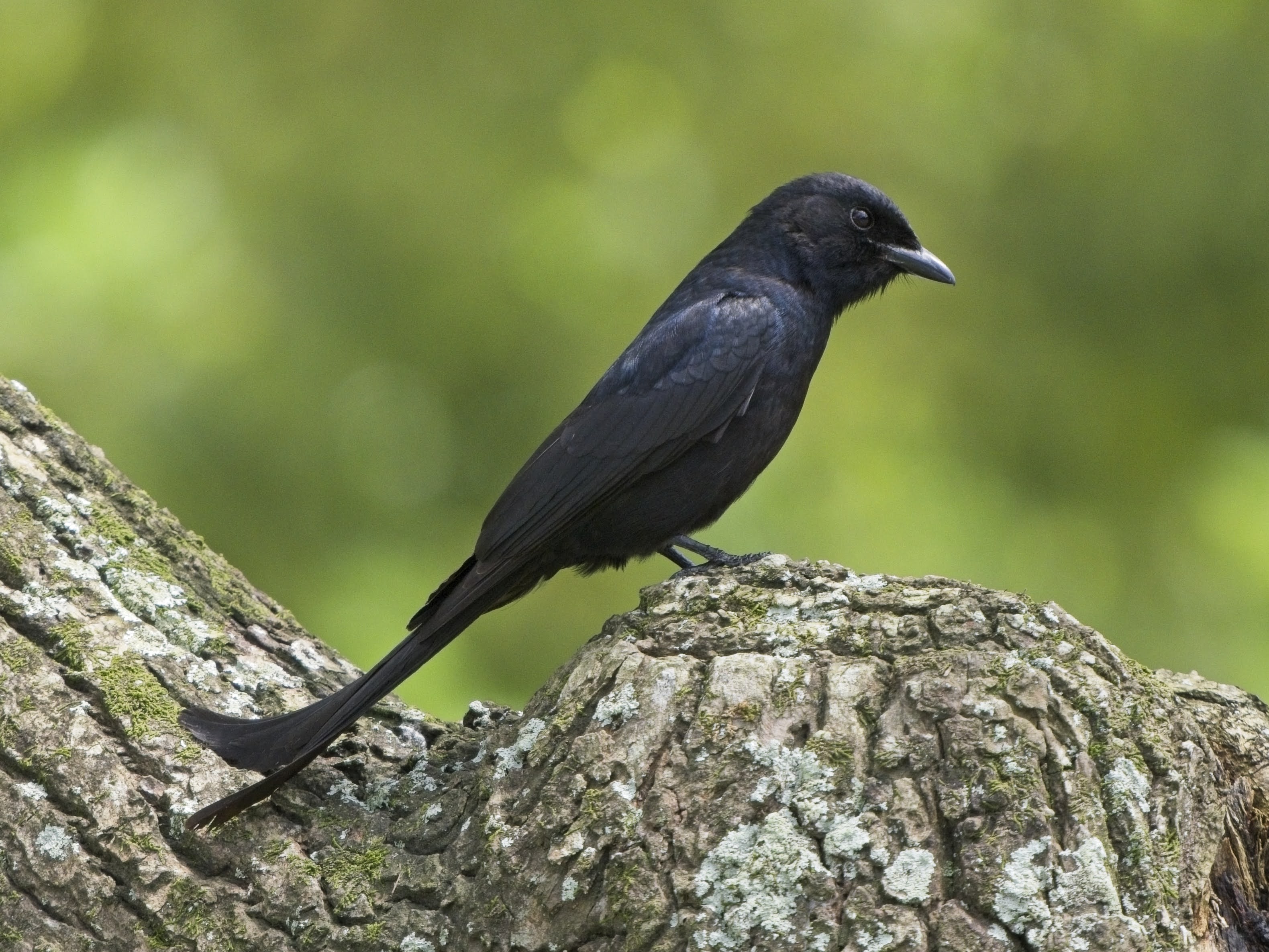 Black Drongo