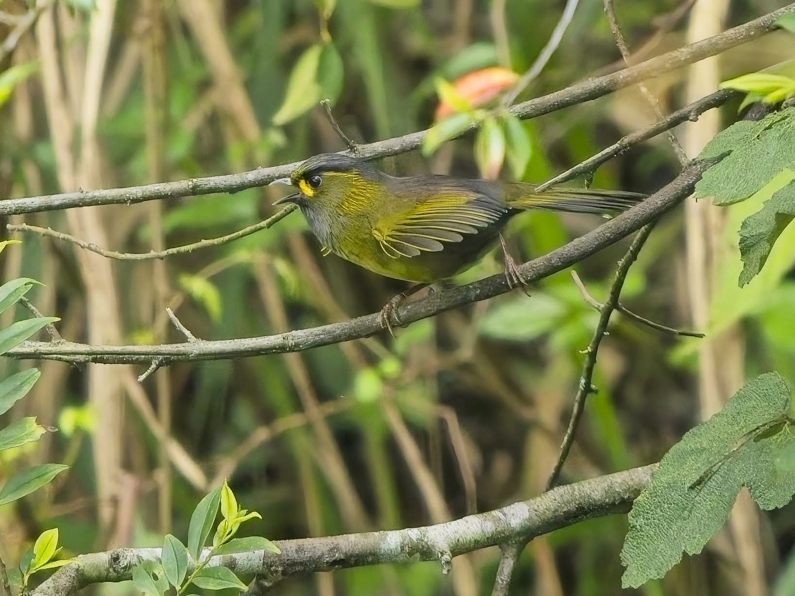Taiwan Liocichla