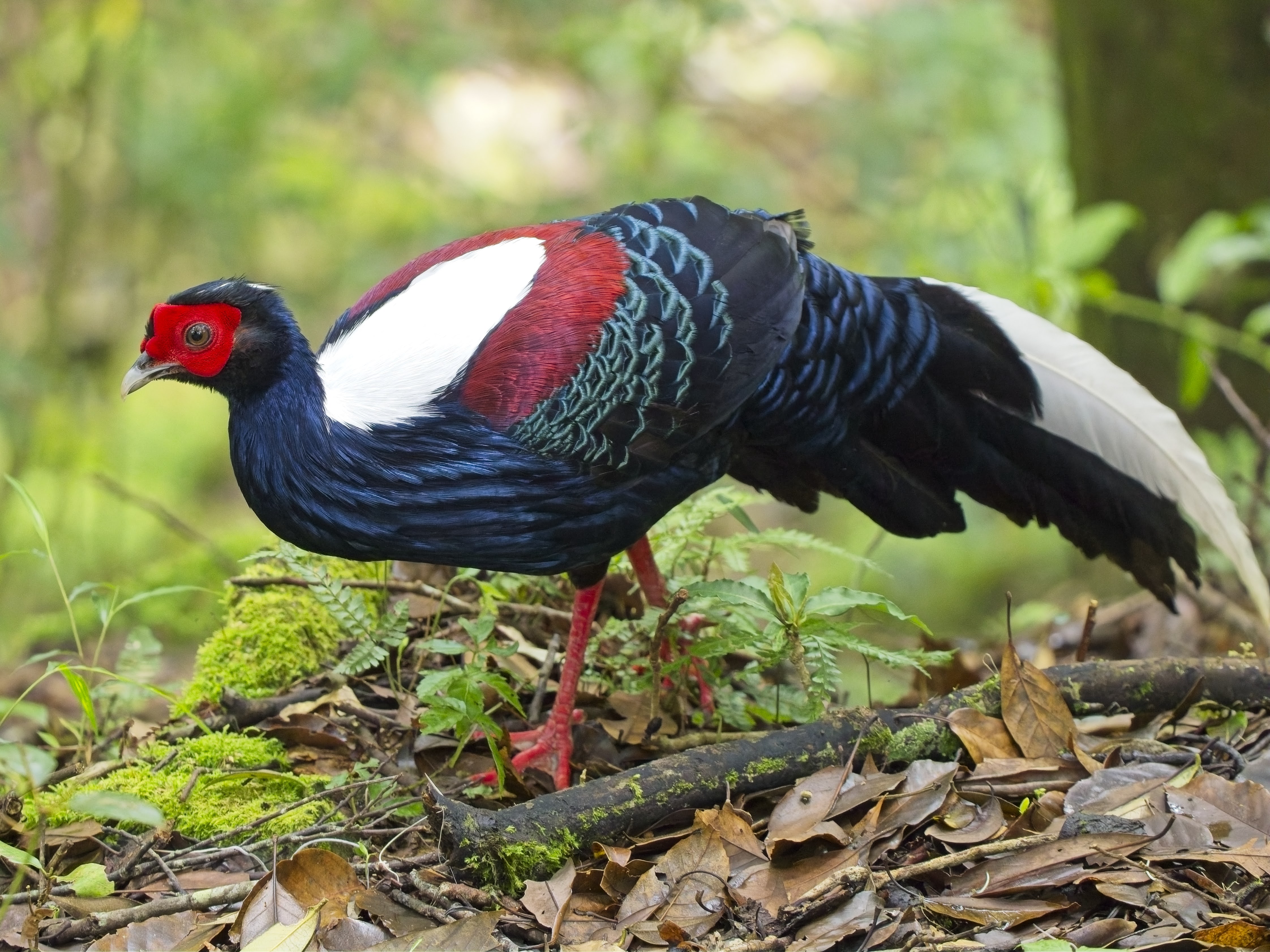 Swinhoe's Pheasant