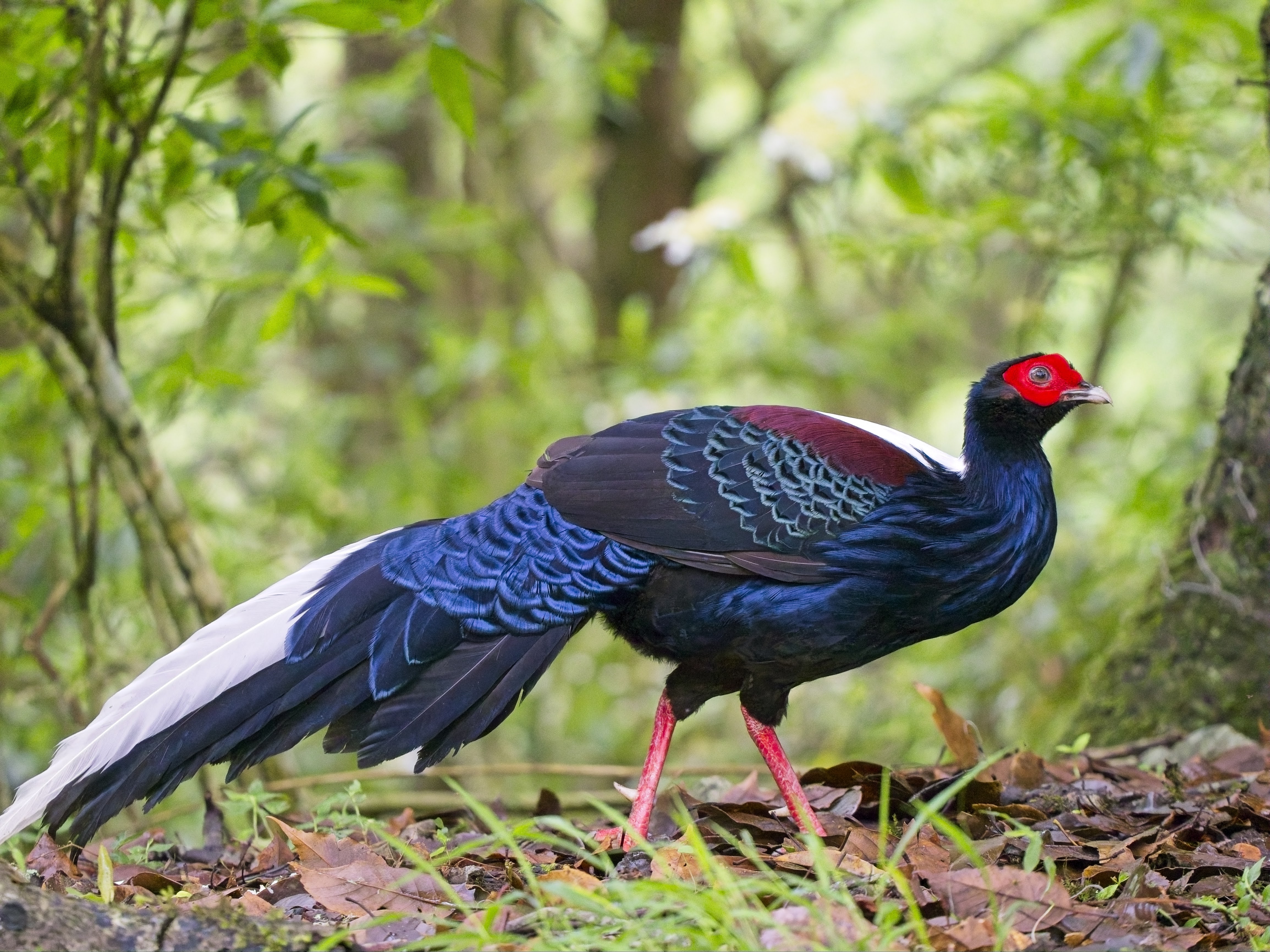 Swinhoe's Pheasant