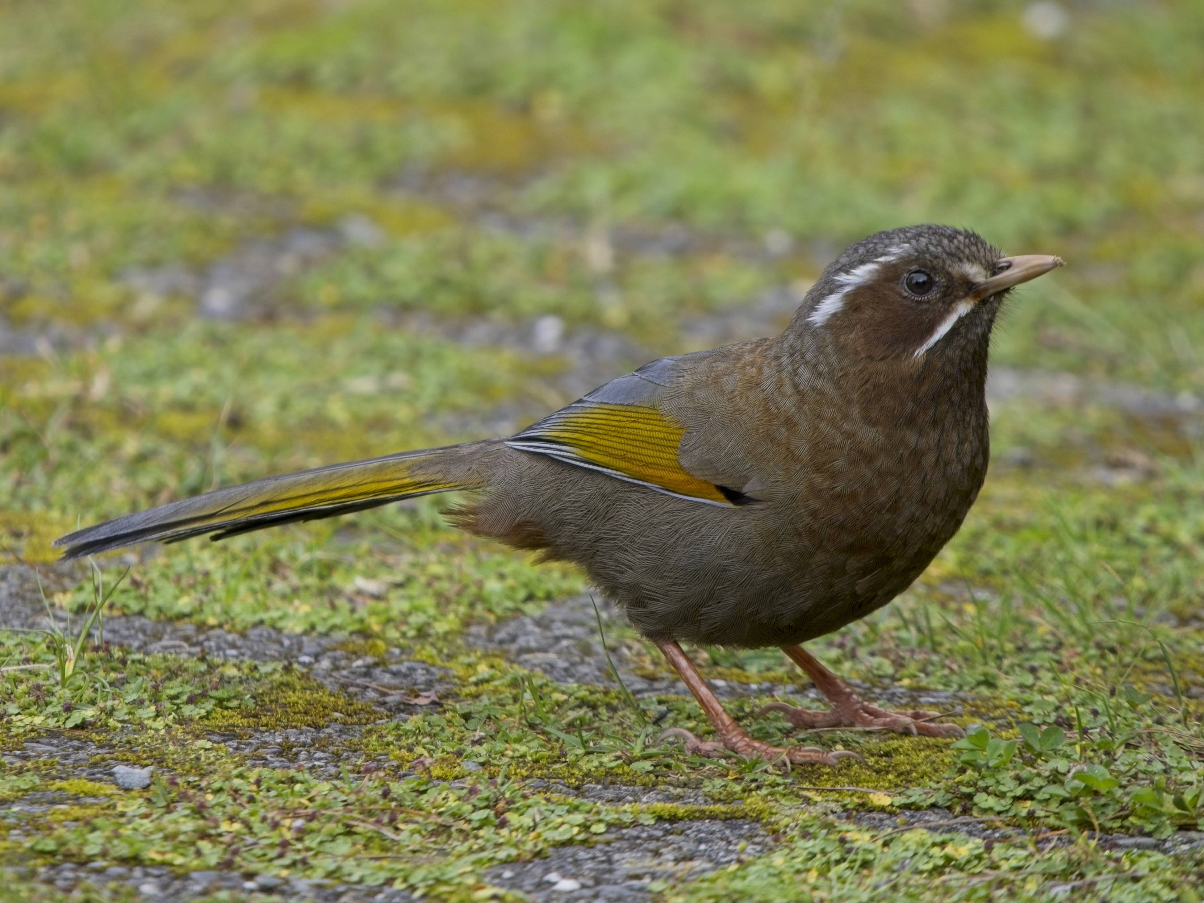 White-whiskered Laughingthrush