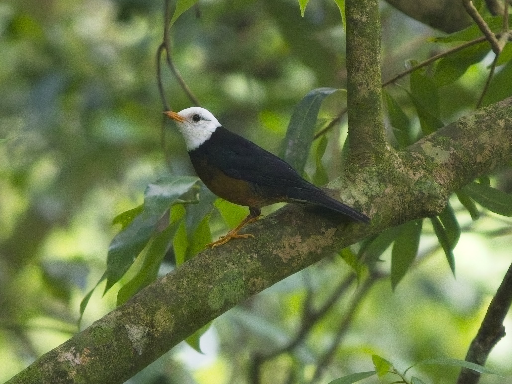 Taiwan Thrush