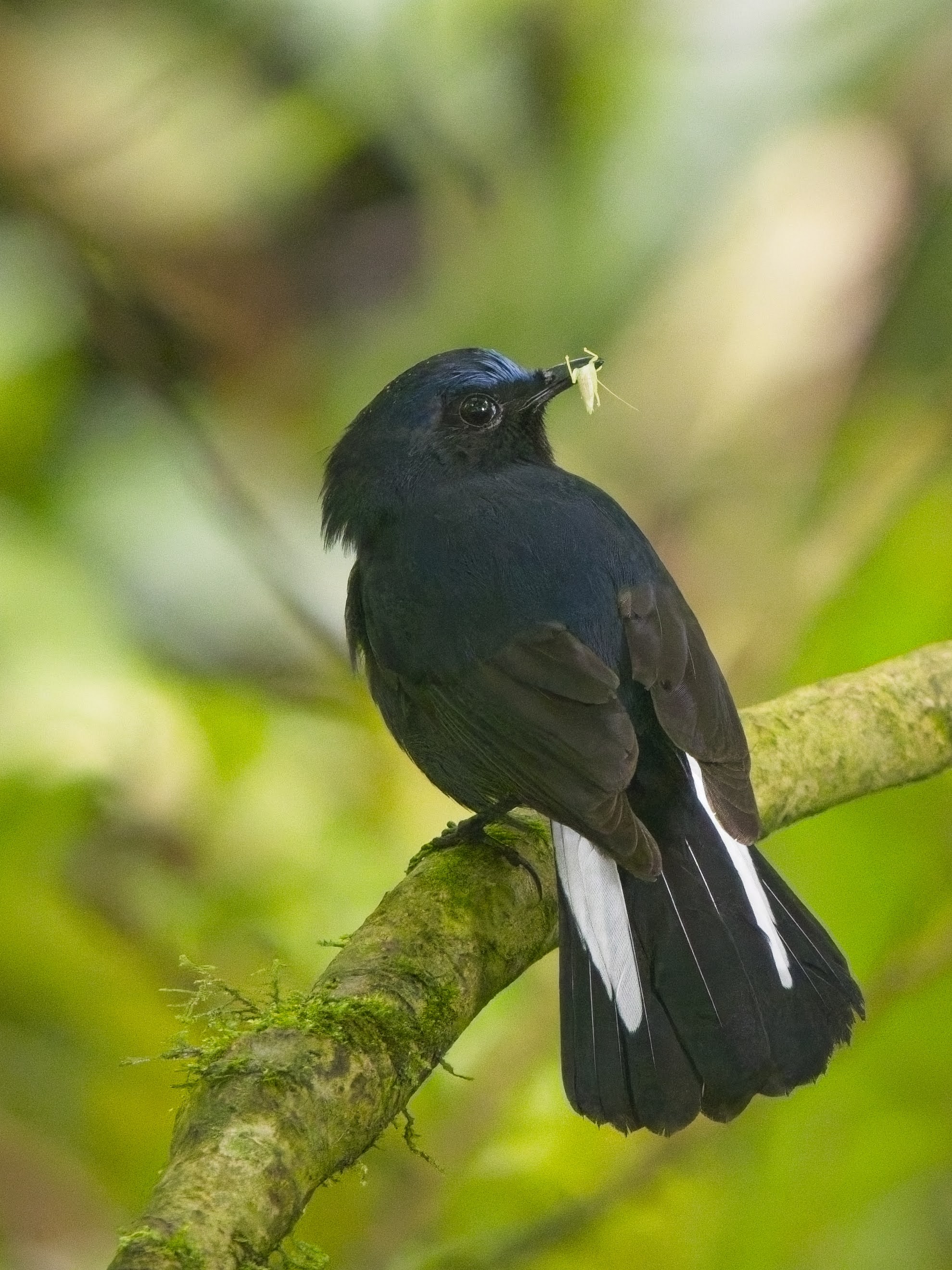 White-tailed Robin
