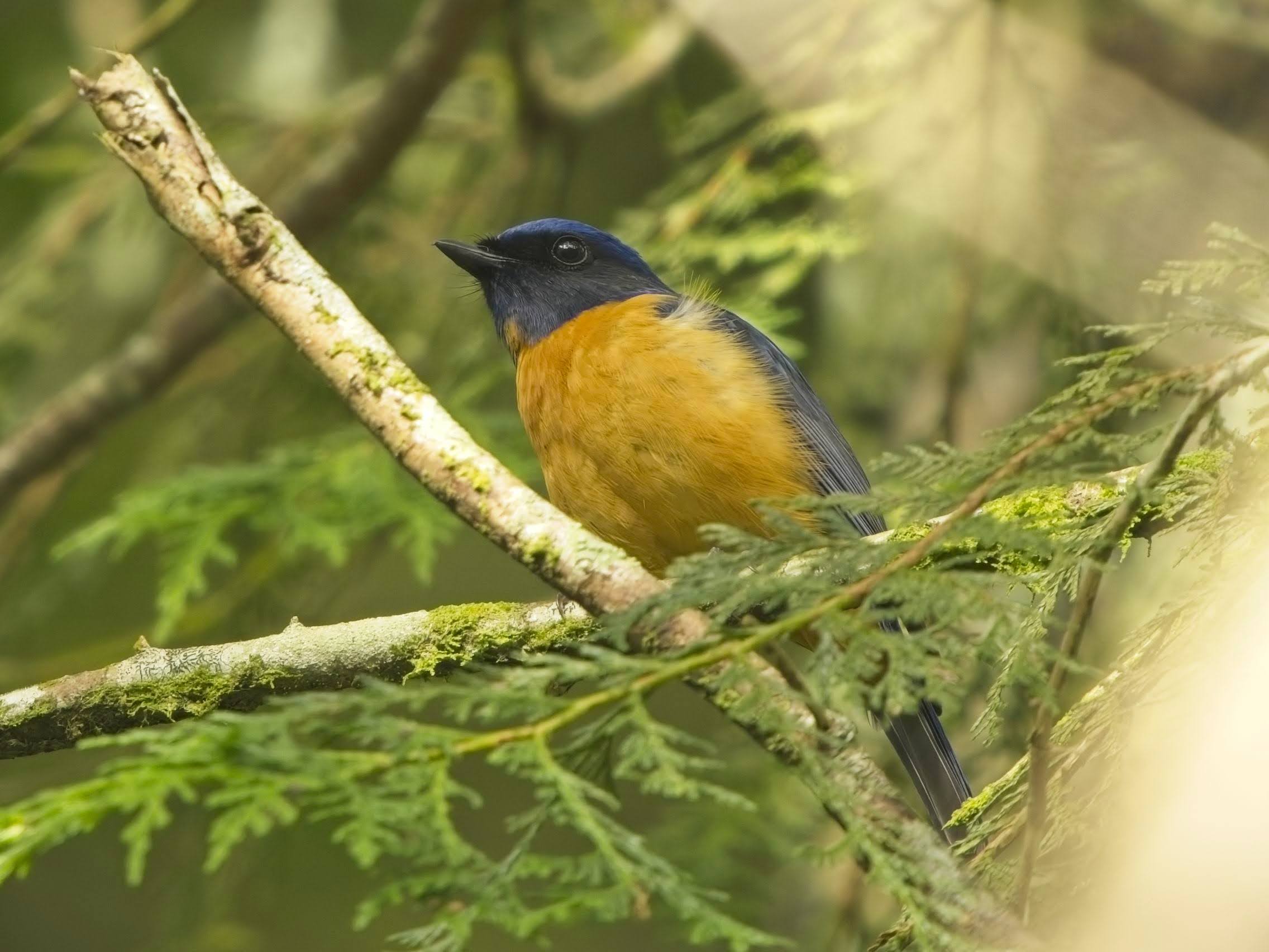 Taiwan Vivid Niltava