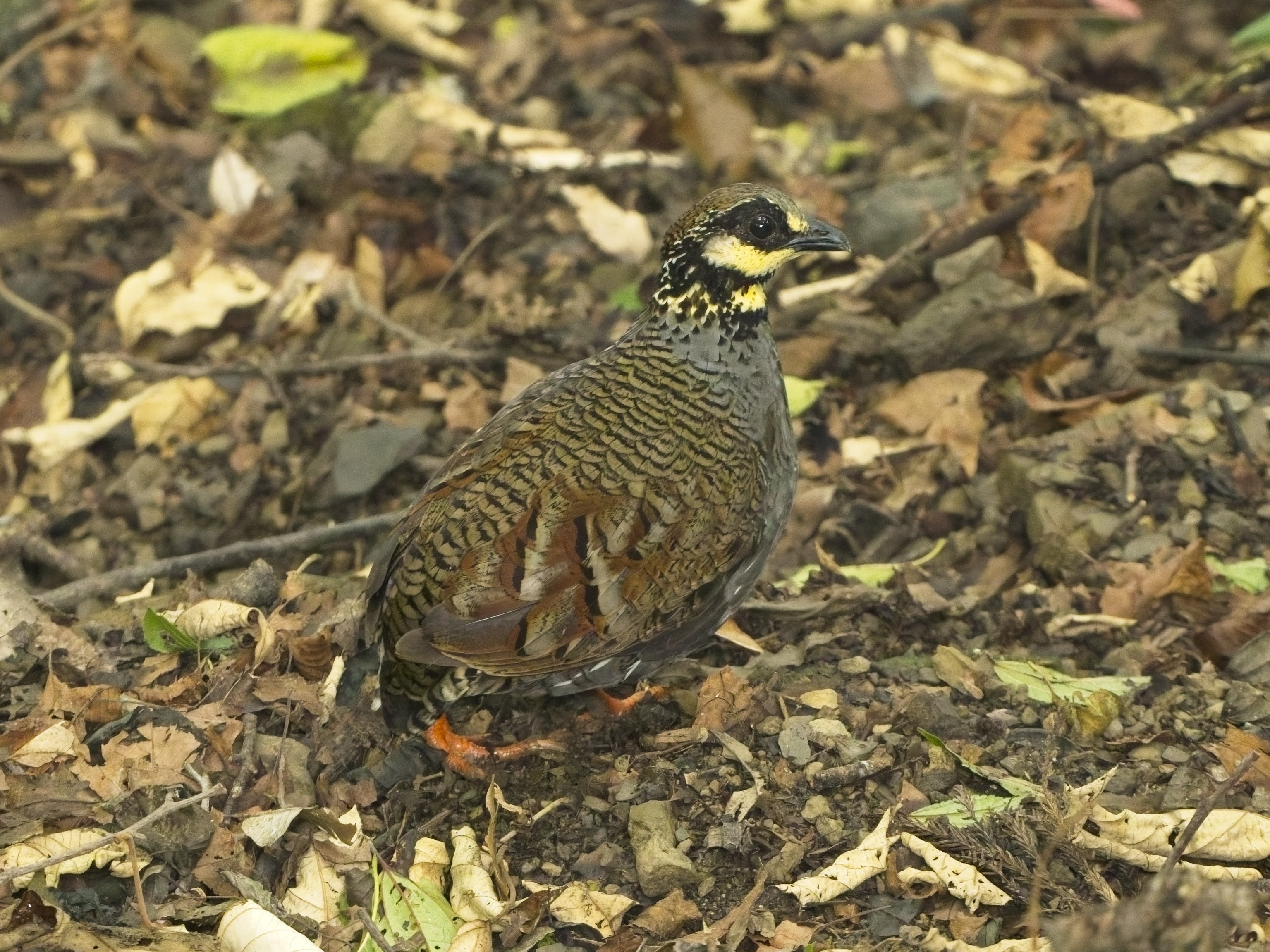 Taiwan Partridge