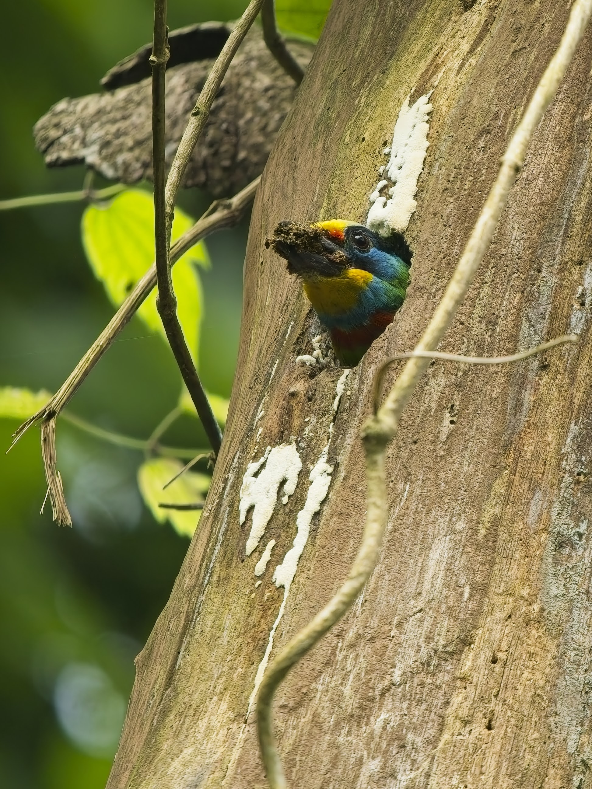 Taiwan Barbet