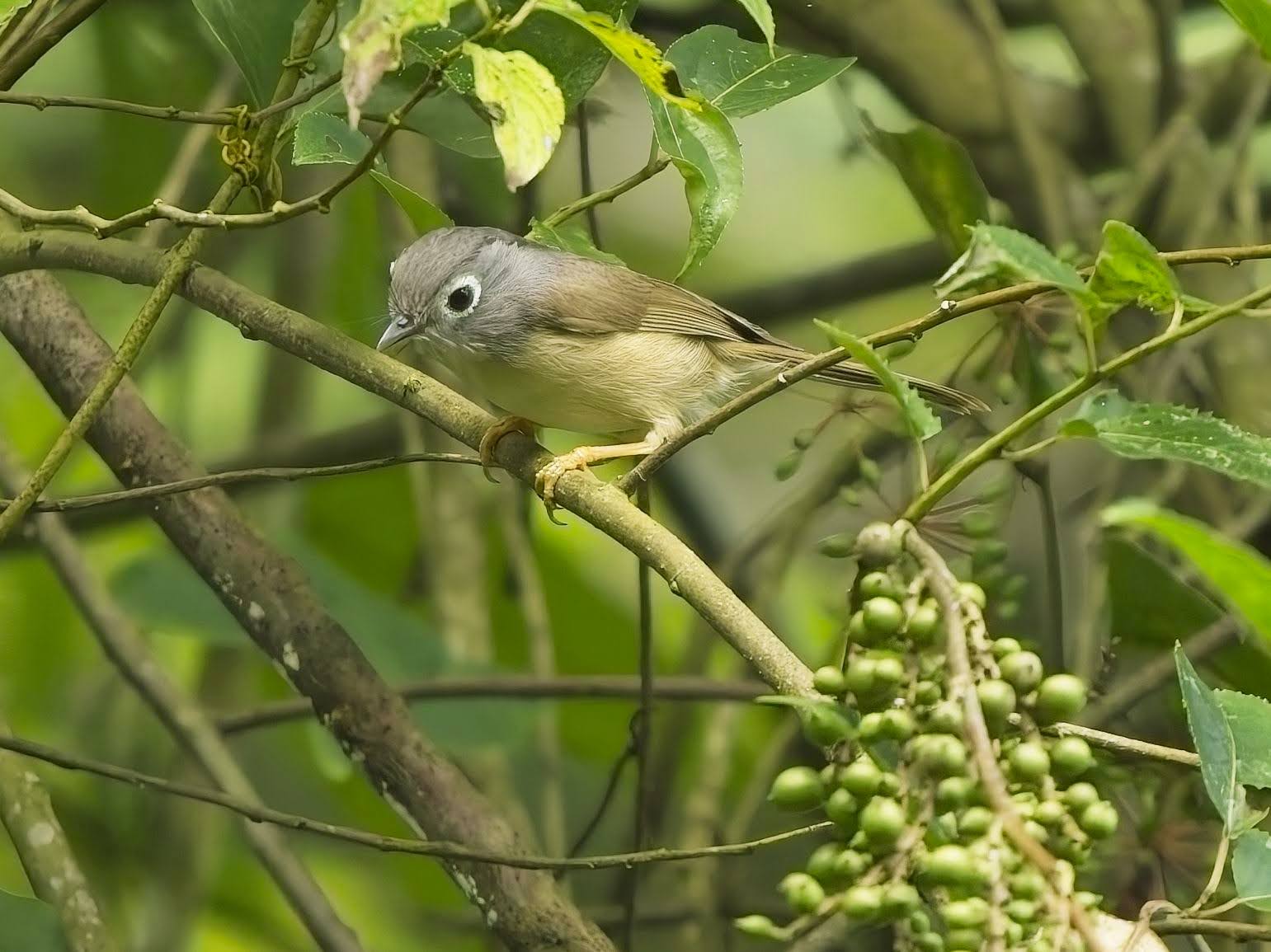 Morrison's Fulvetta (aka Gray-cheeked Fulvetta)