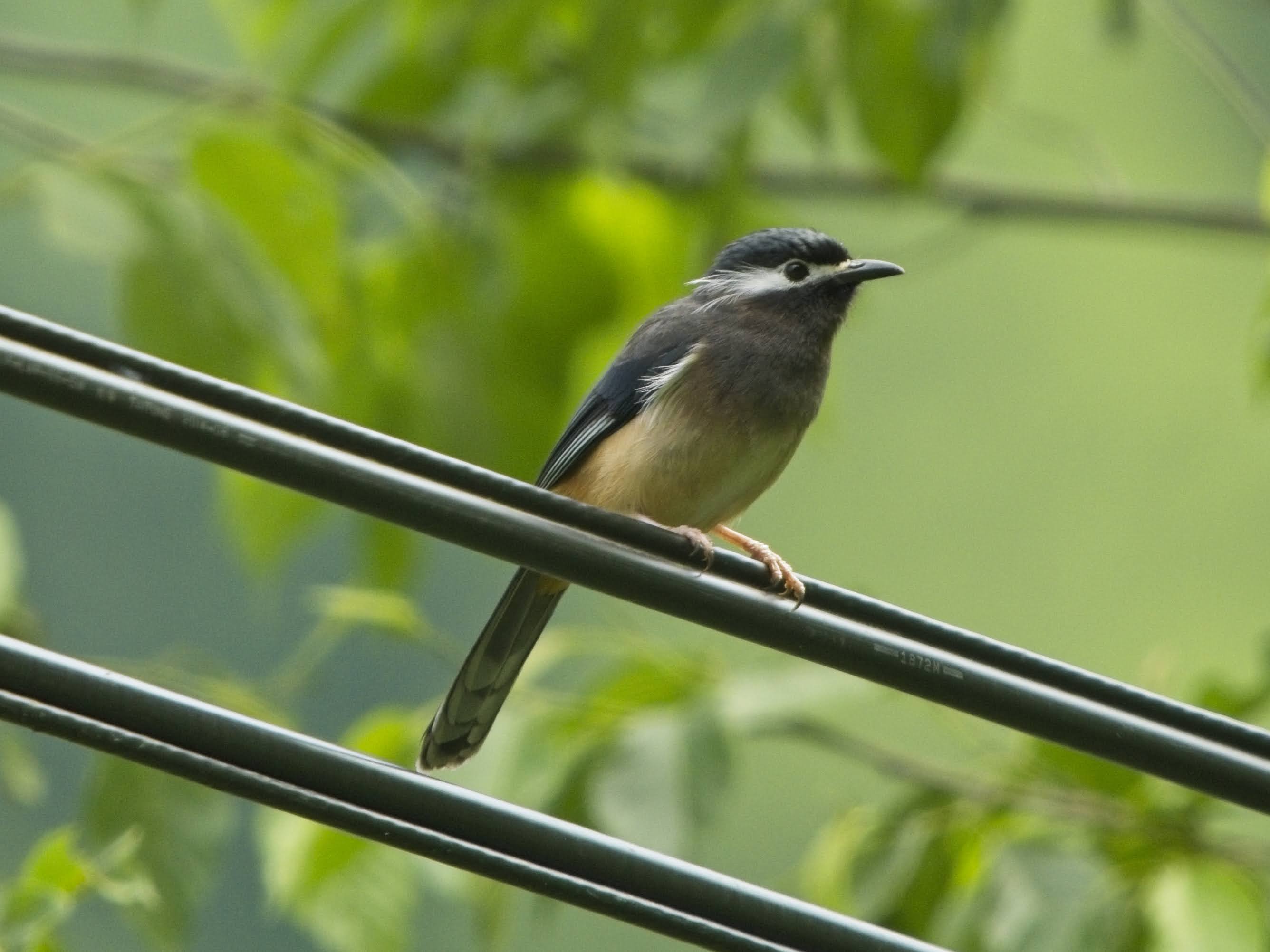 White-eared Sibia