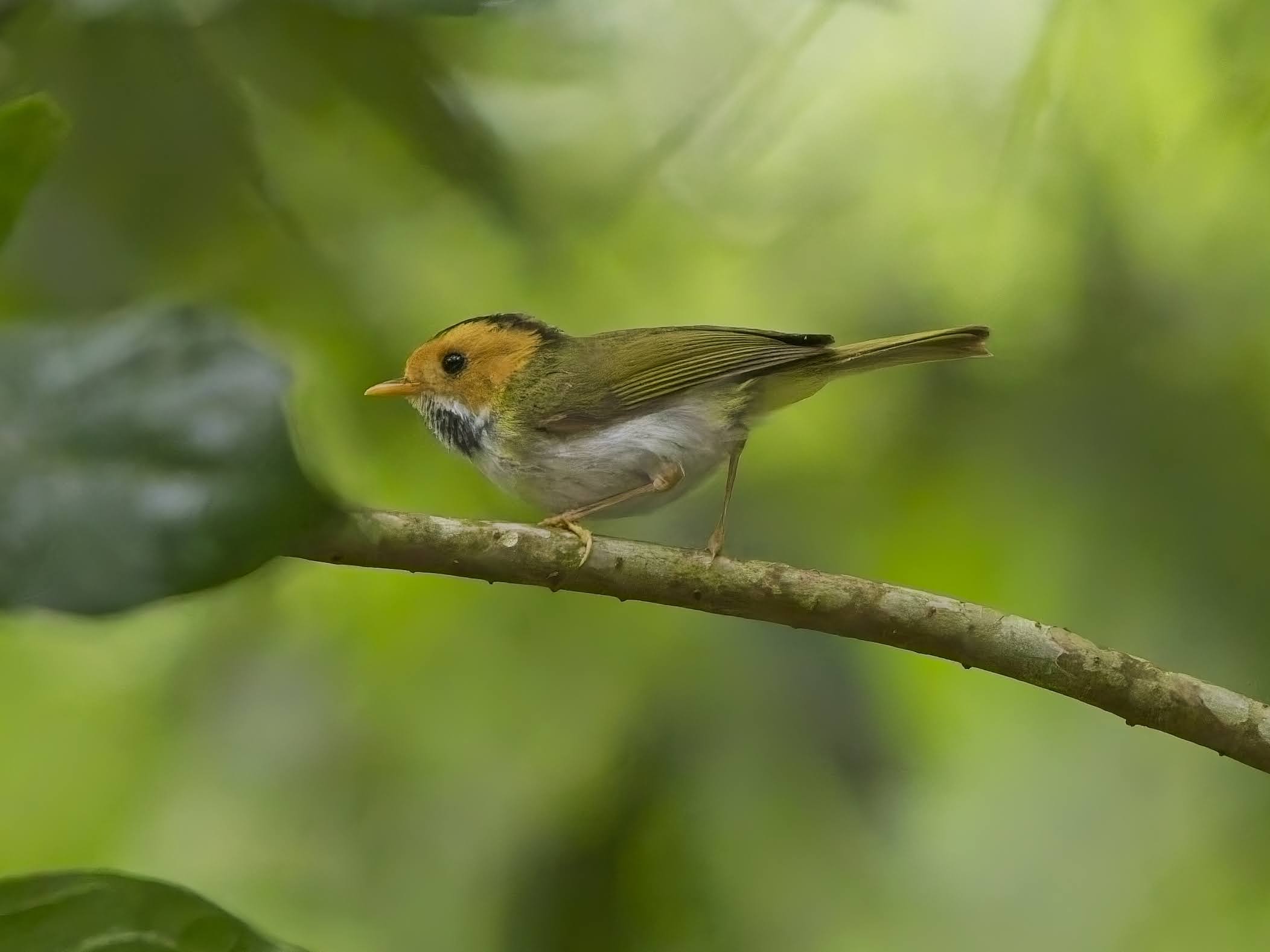 Rufous-faced Warbler