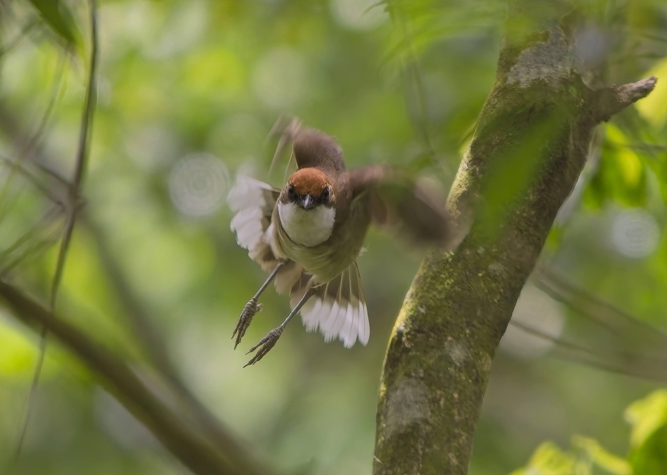 Rufous-crowned Laughingthrush