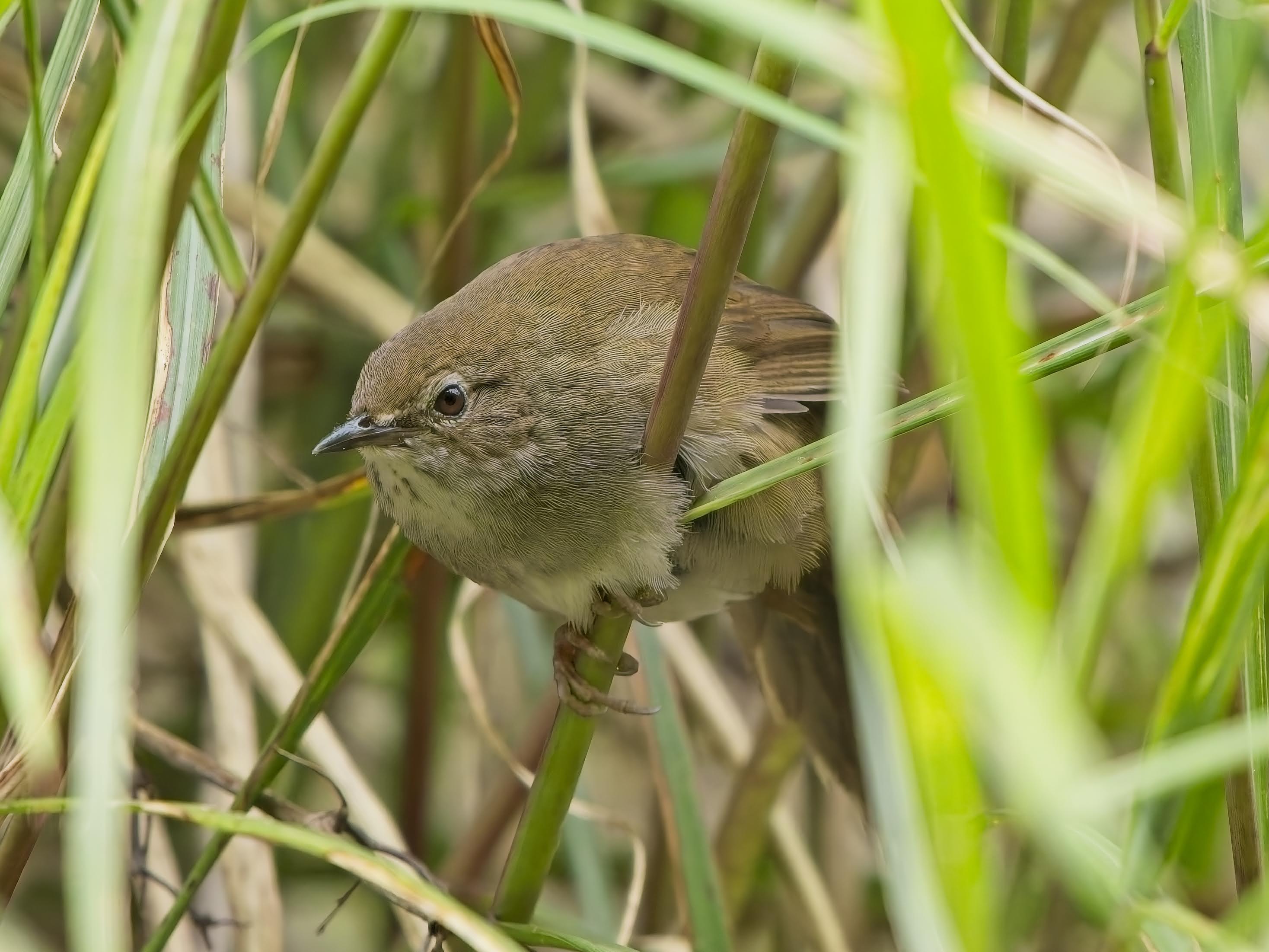 Taiwan Bush Warbler