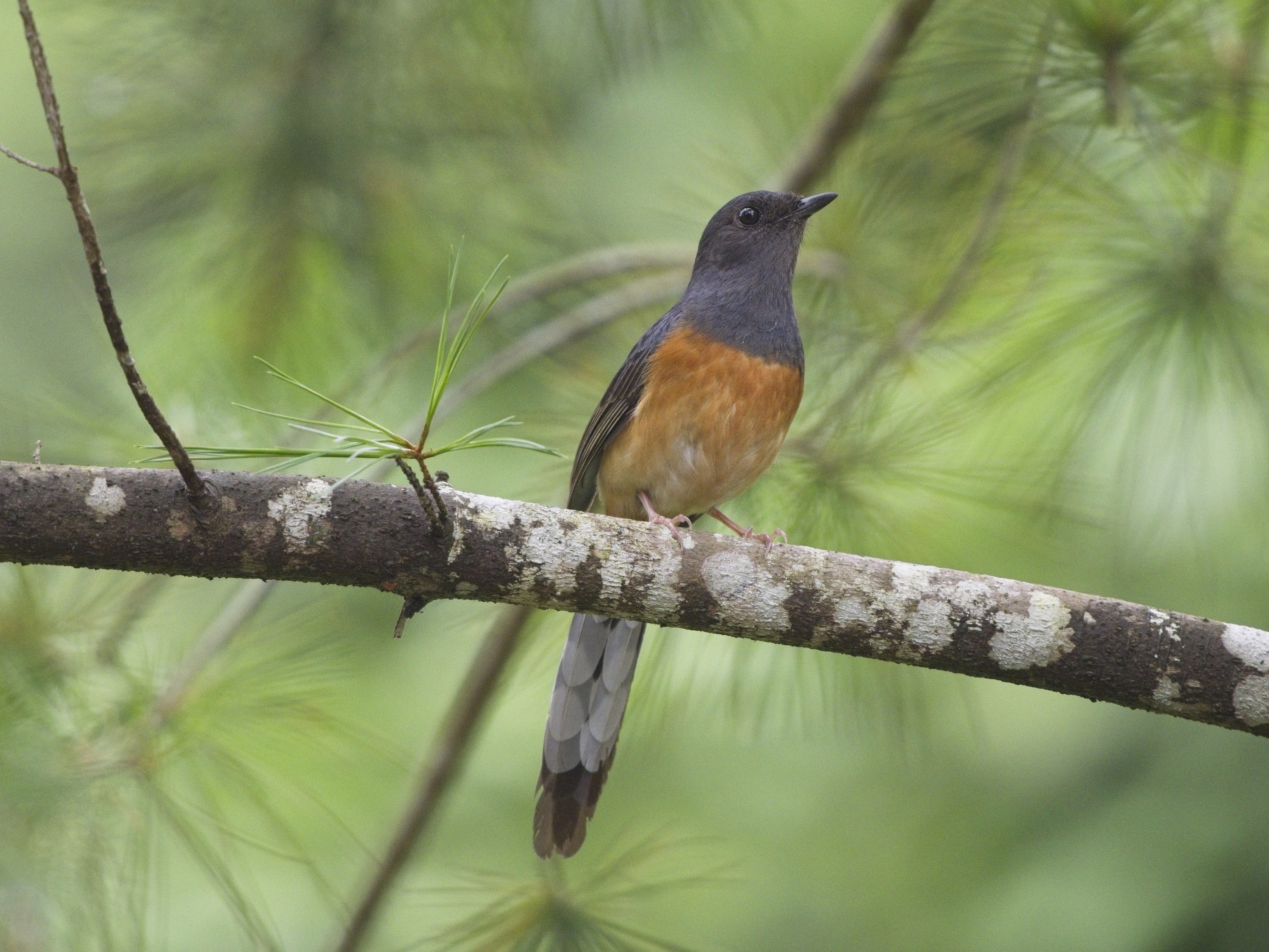 White-rumped Shama