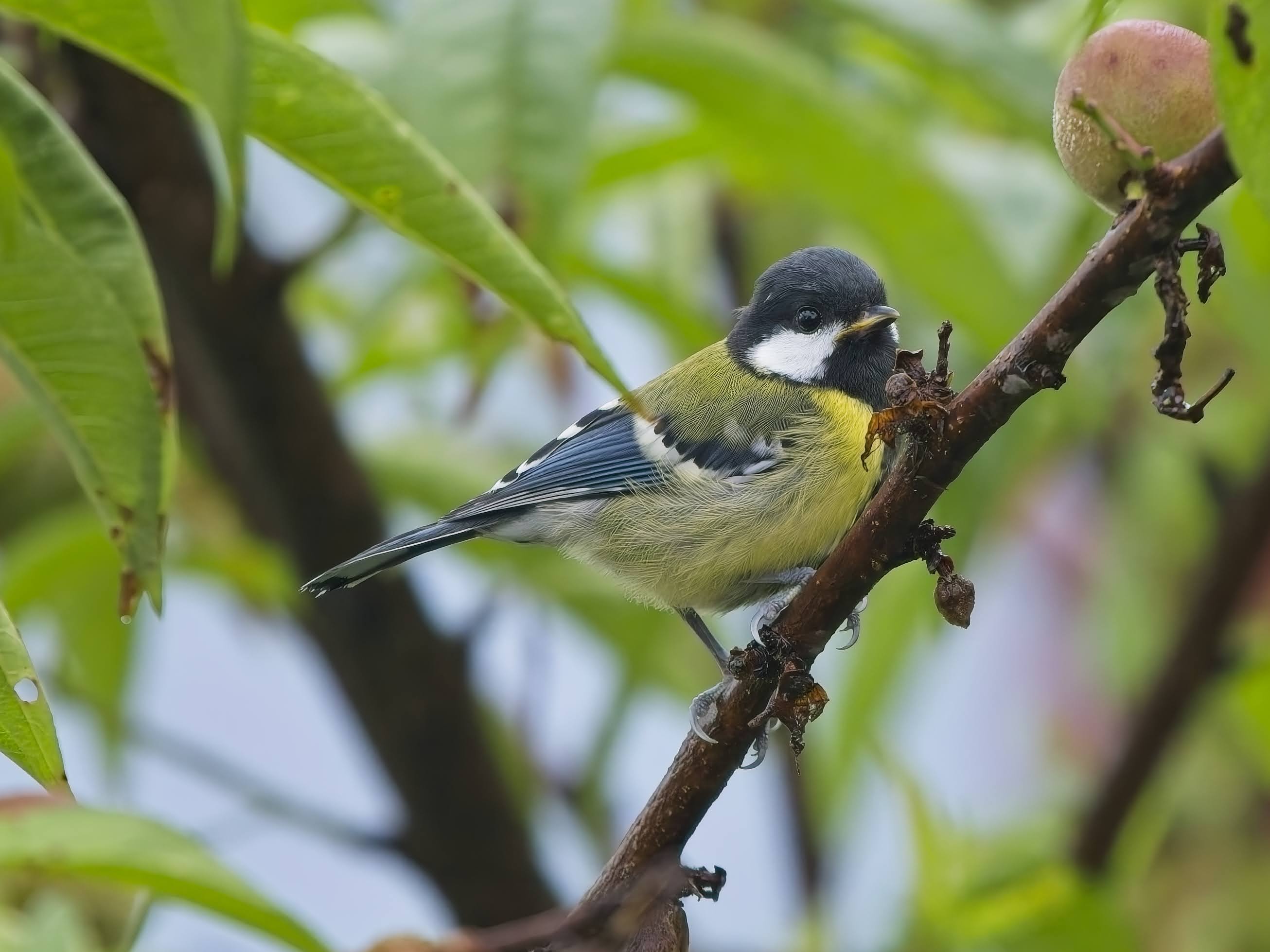 Green-backed Tit