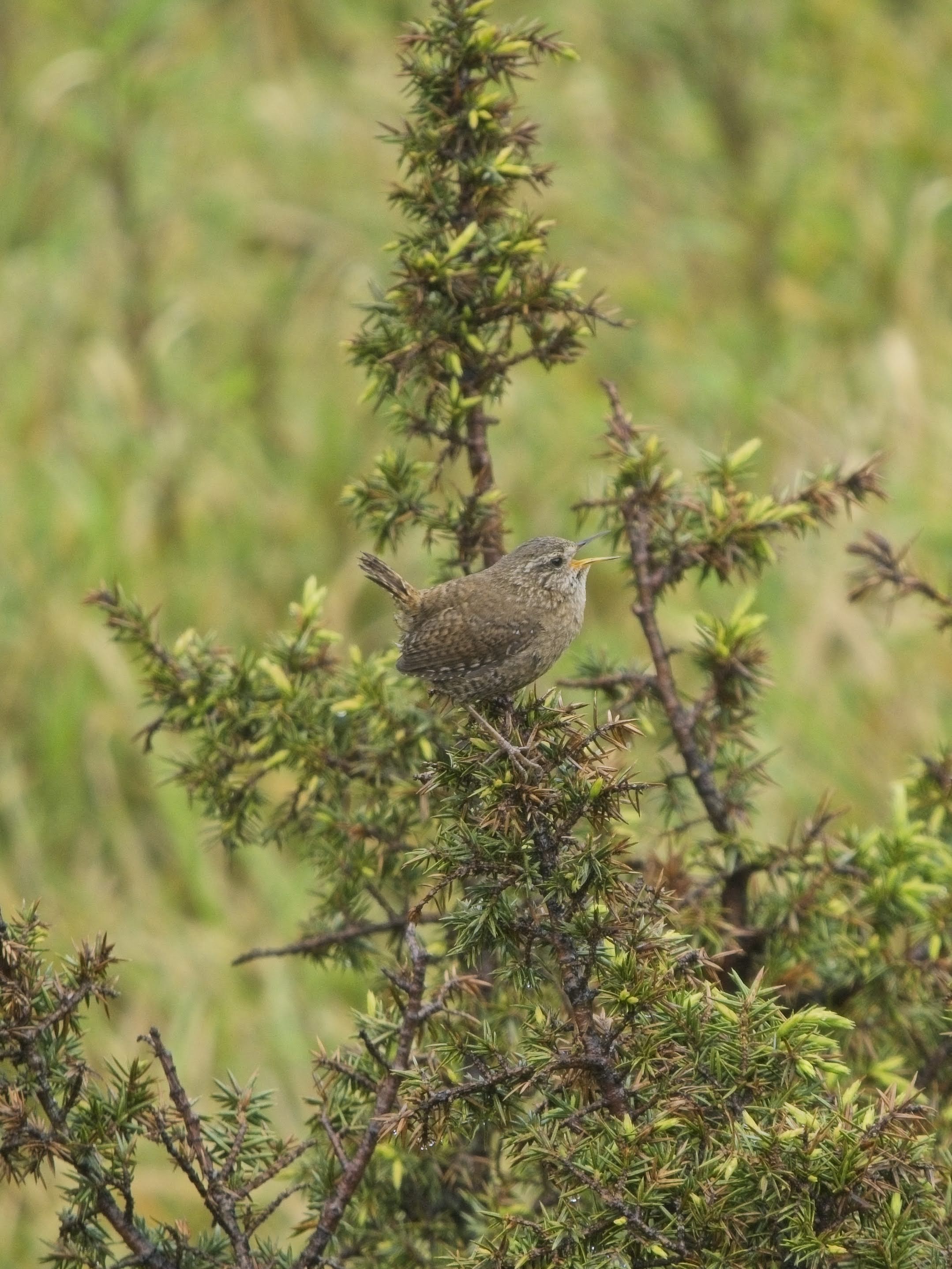 Eurasian Wren, Taiwan ssp.