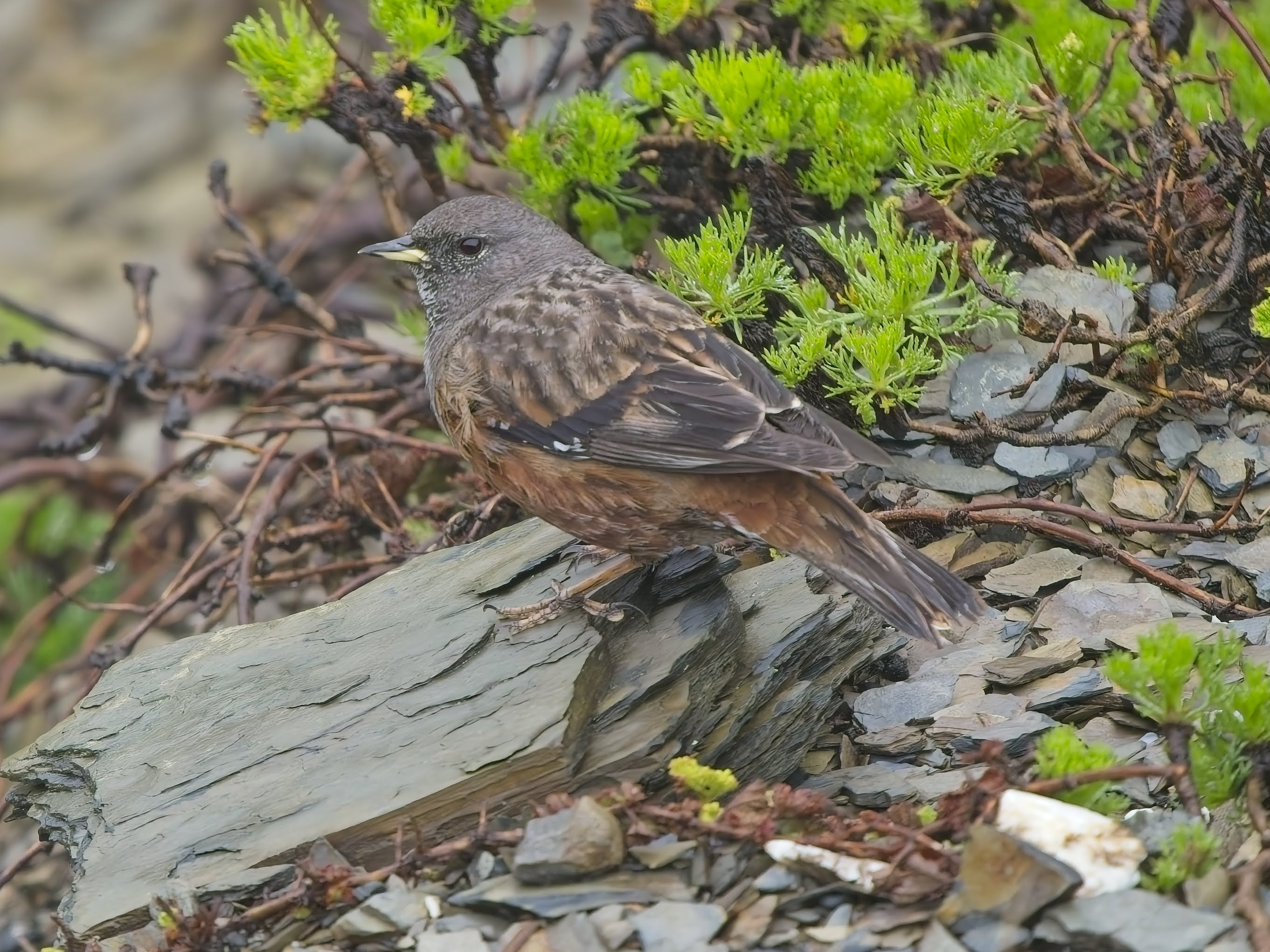 Alpine Accentor