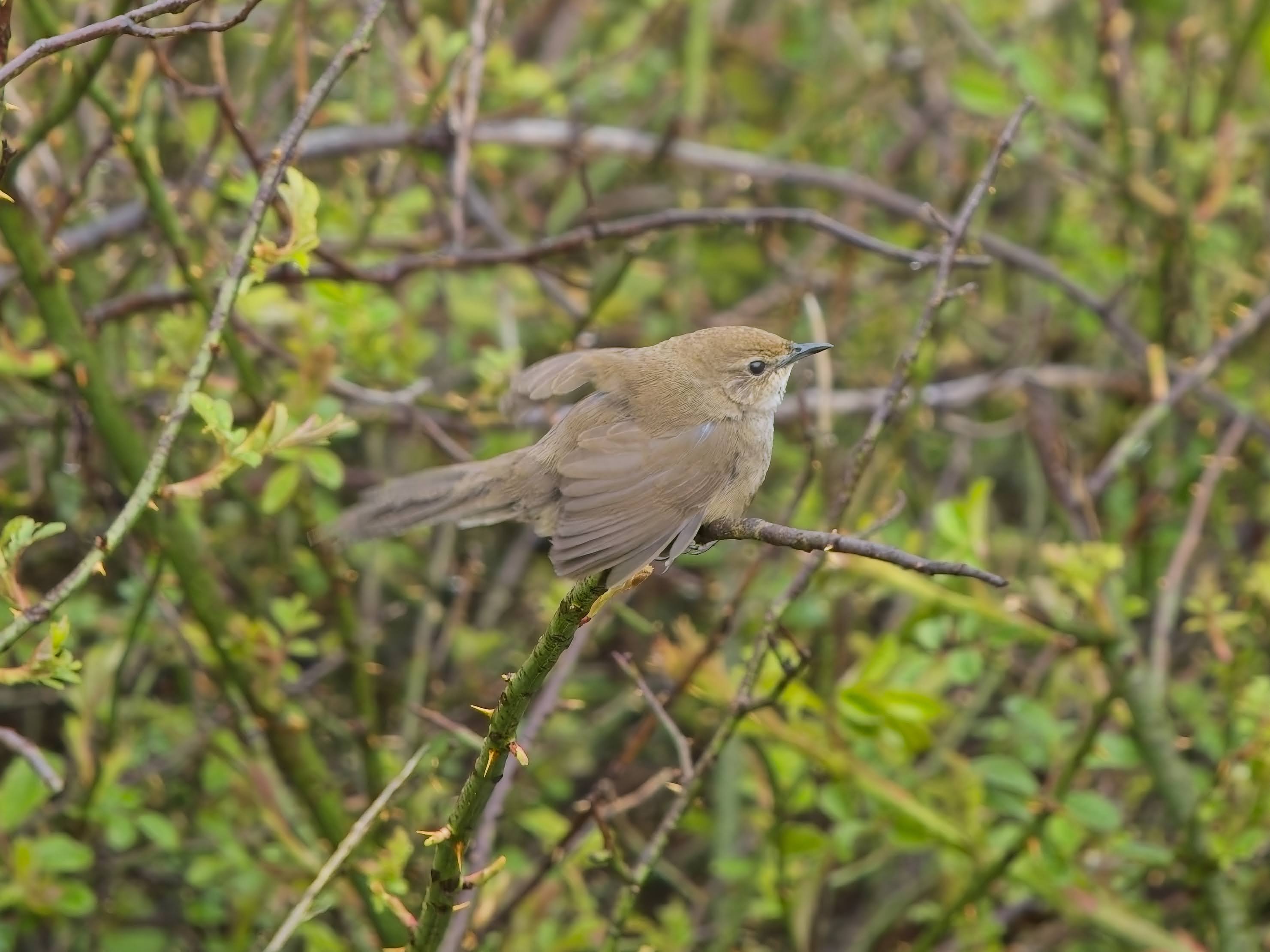 Taiwan Bush Warbler