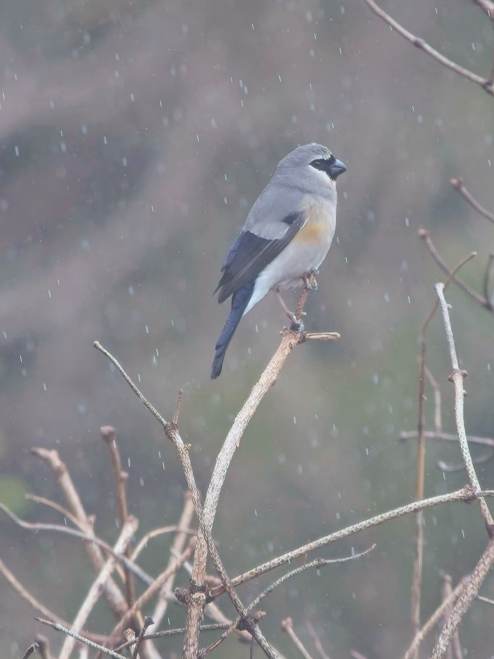 Taiwan Bullfinch