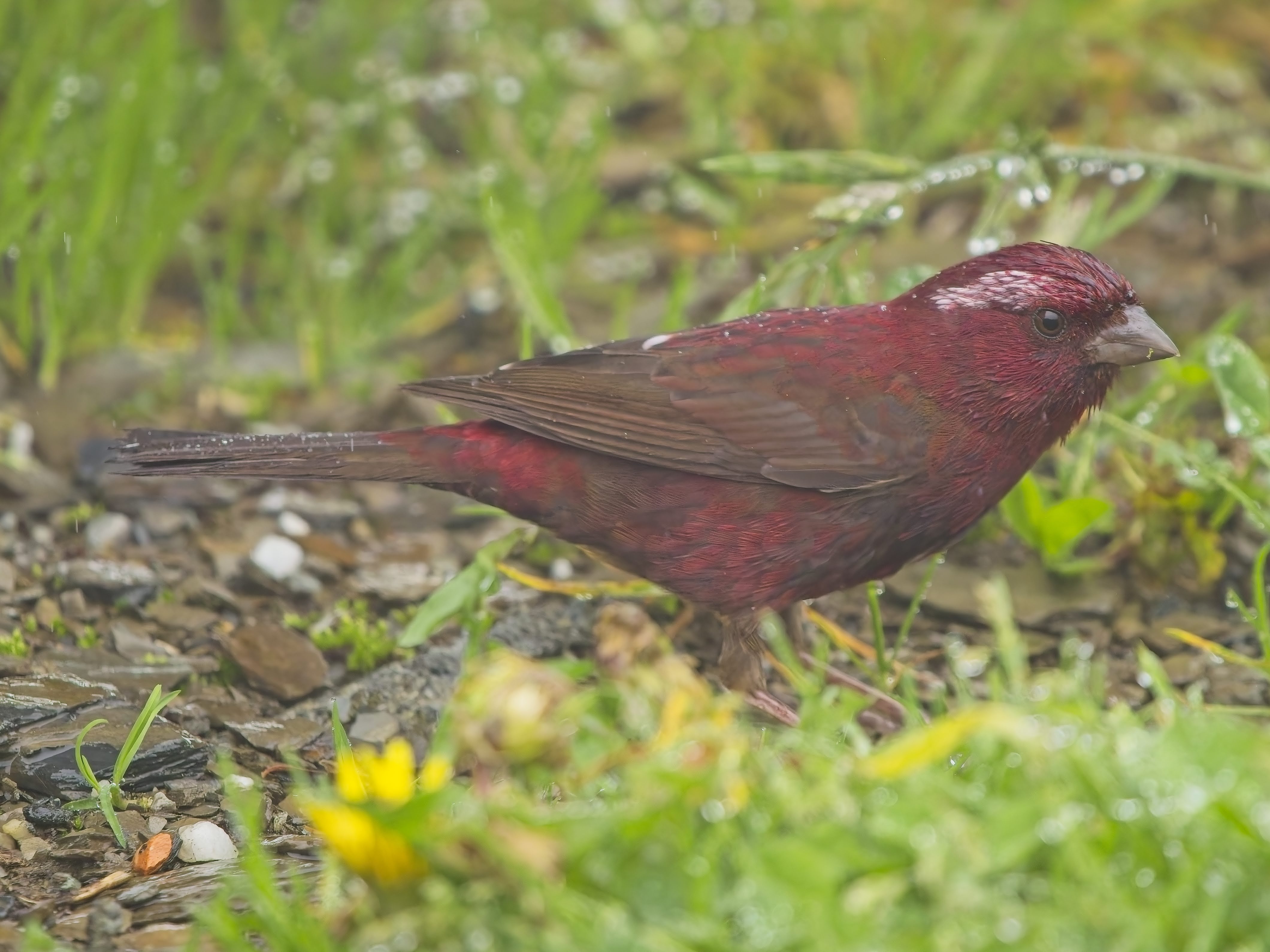Taiwan Rosefinch