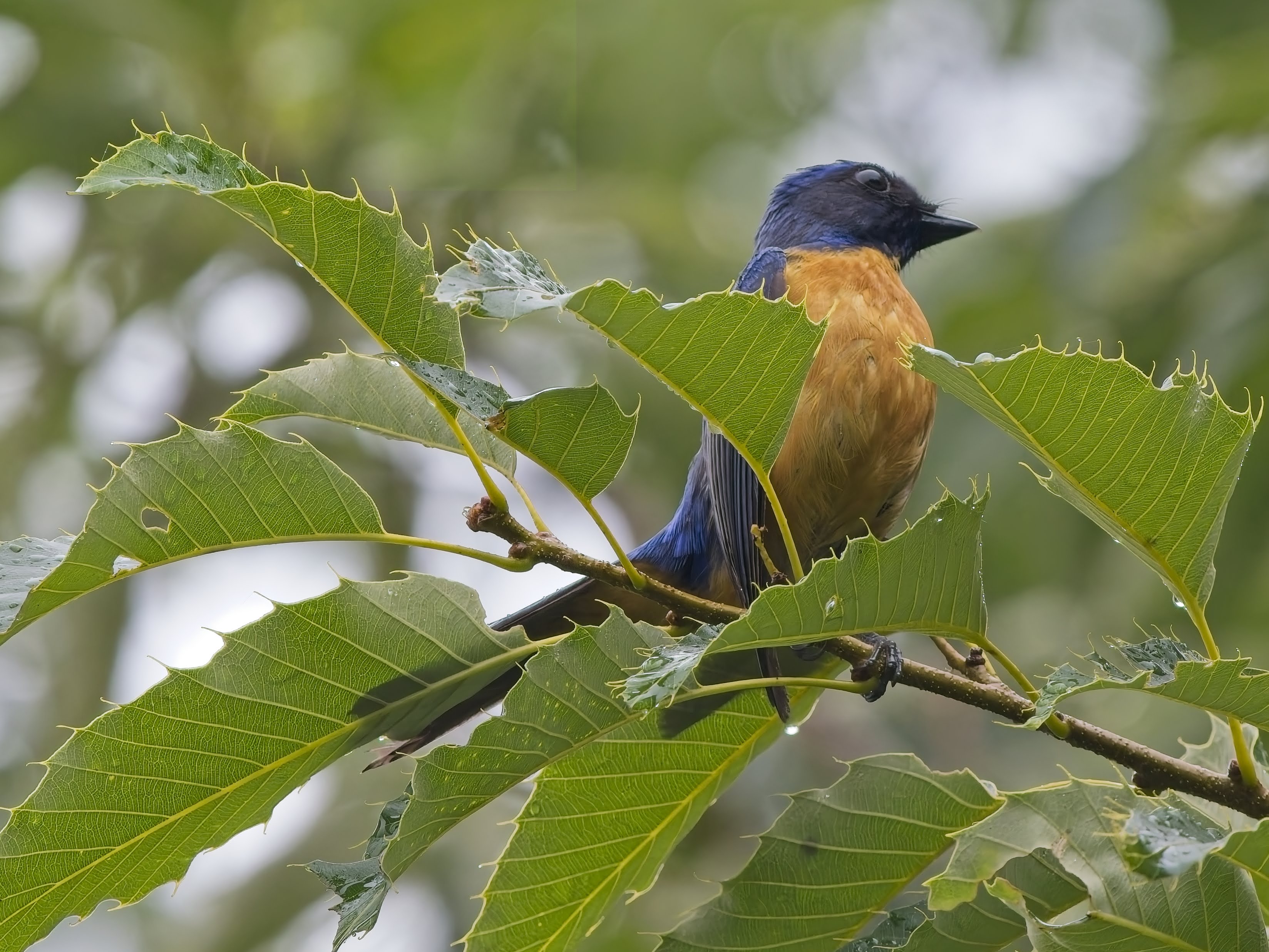 Taiwan Vivid Niltava