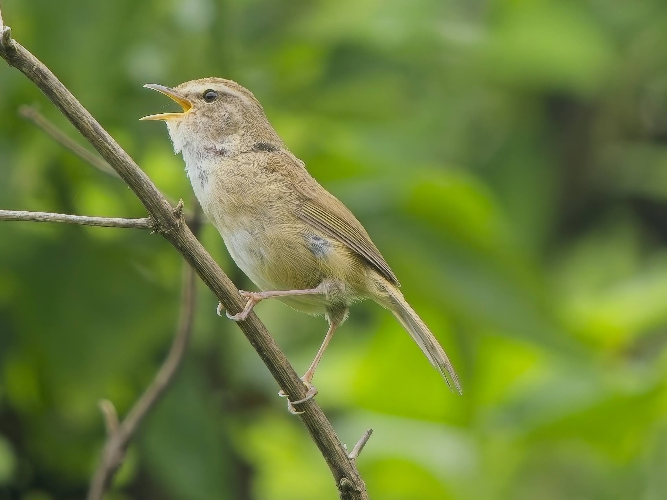 Brown-flanked Bush Warbler (Strong-legged)