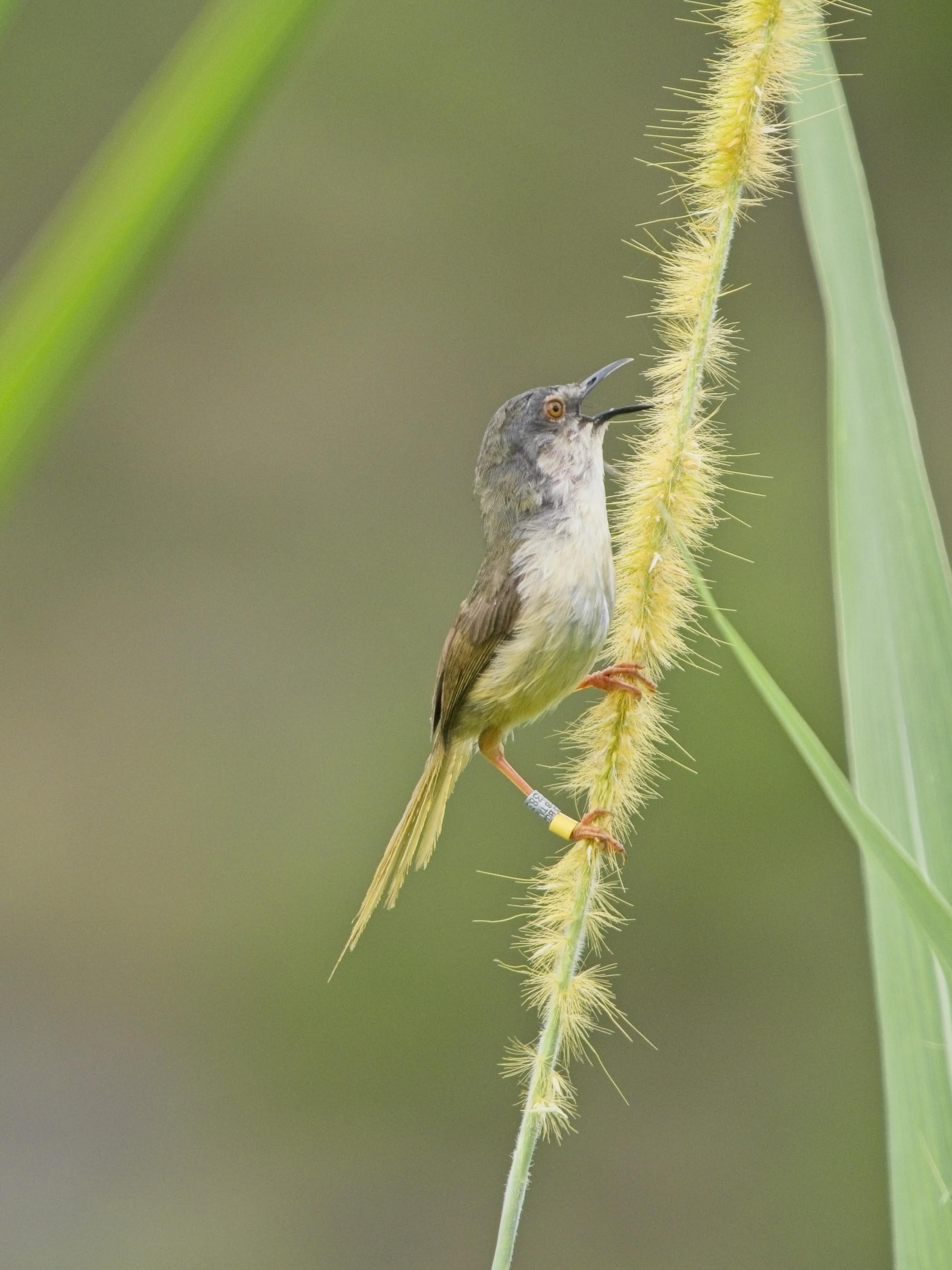 Yellow-bellied Prinia