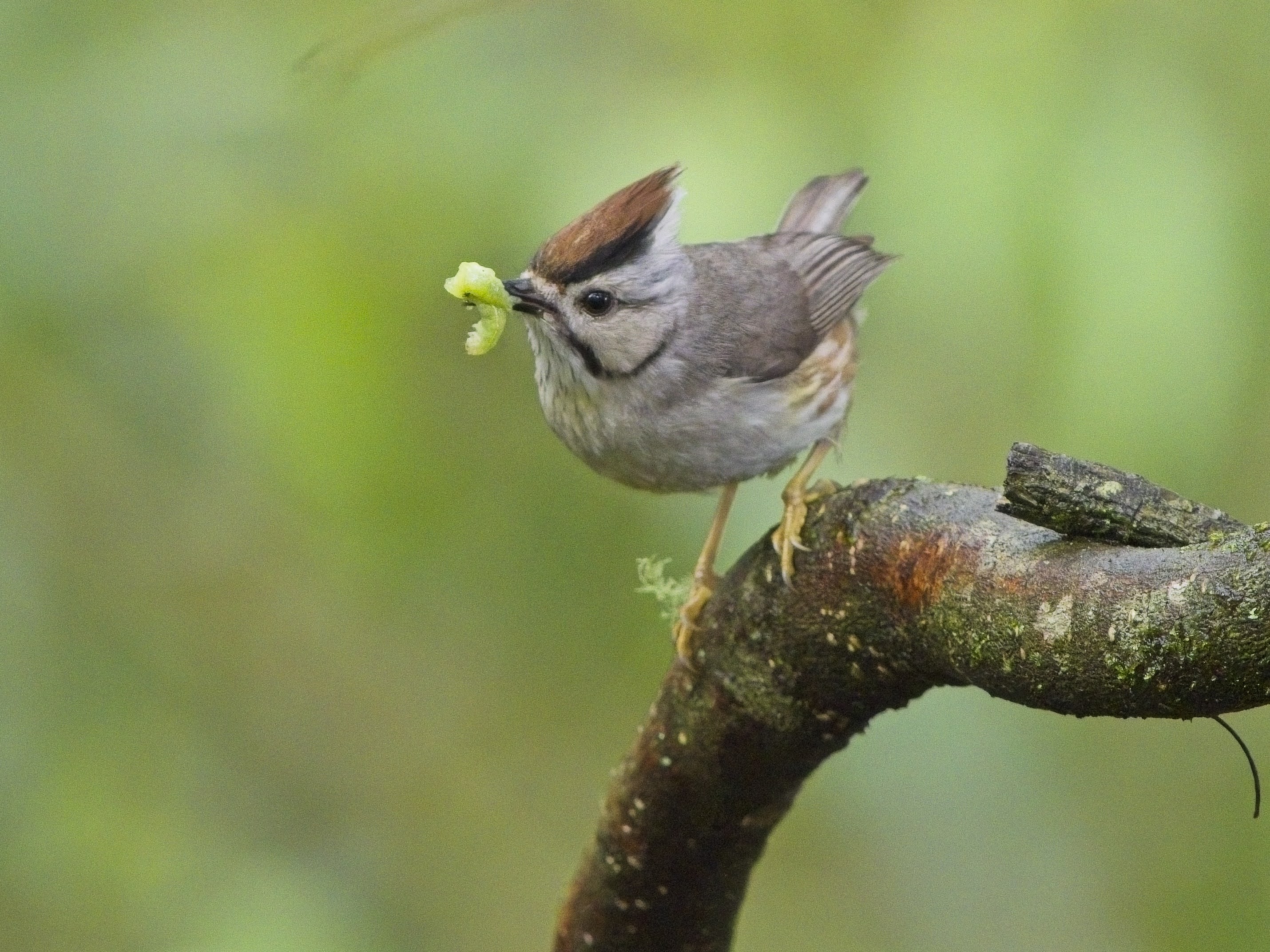 Taiwan Yuhina