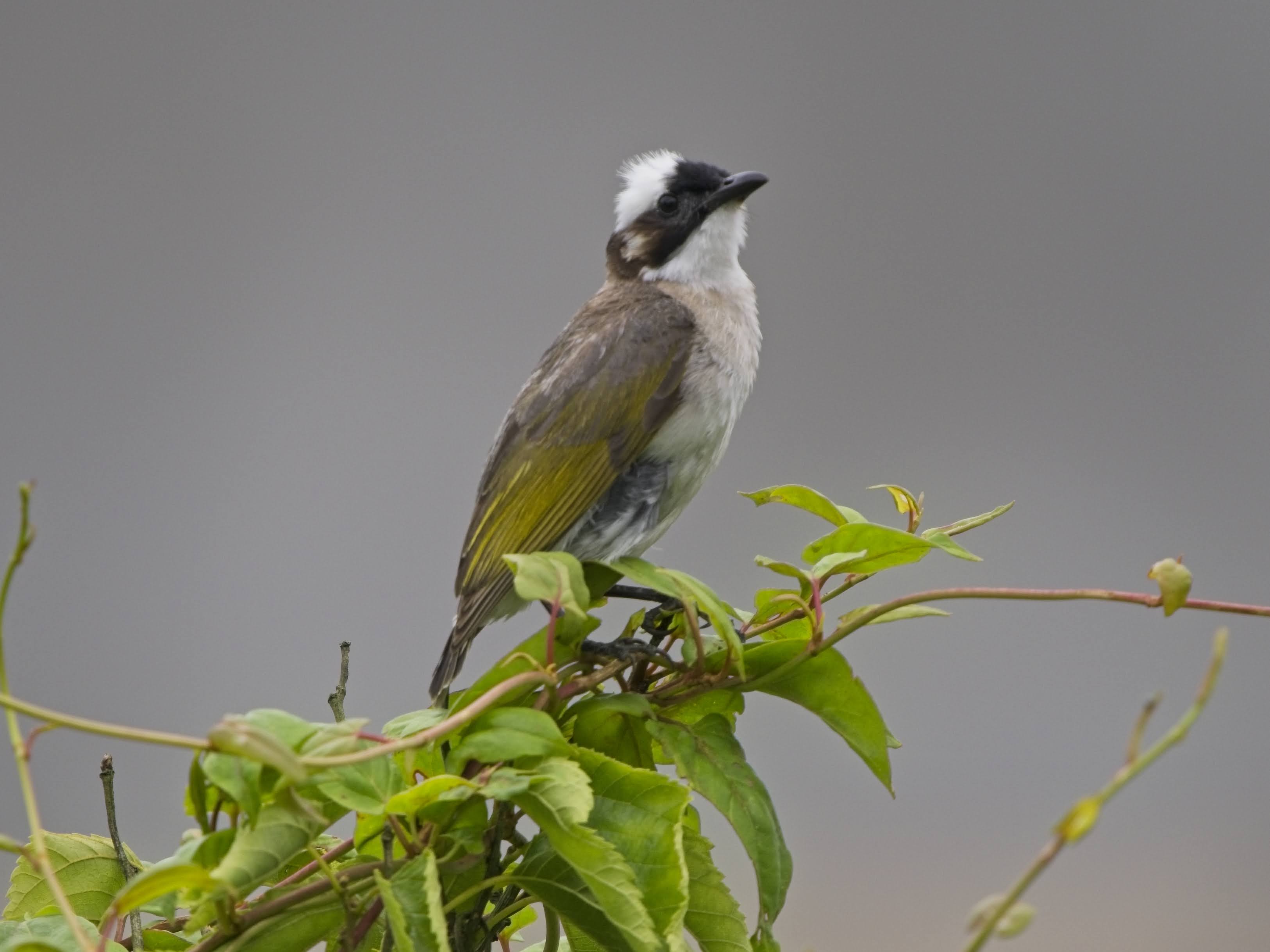 Light-vented Bulbul