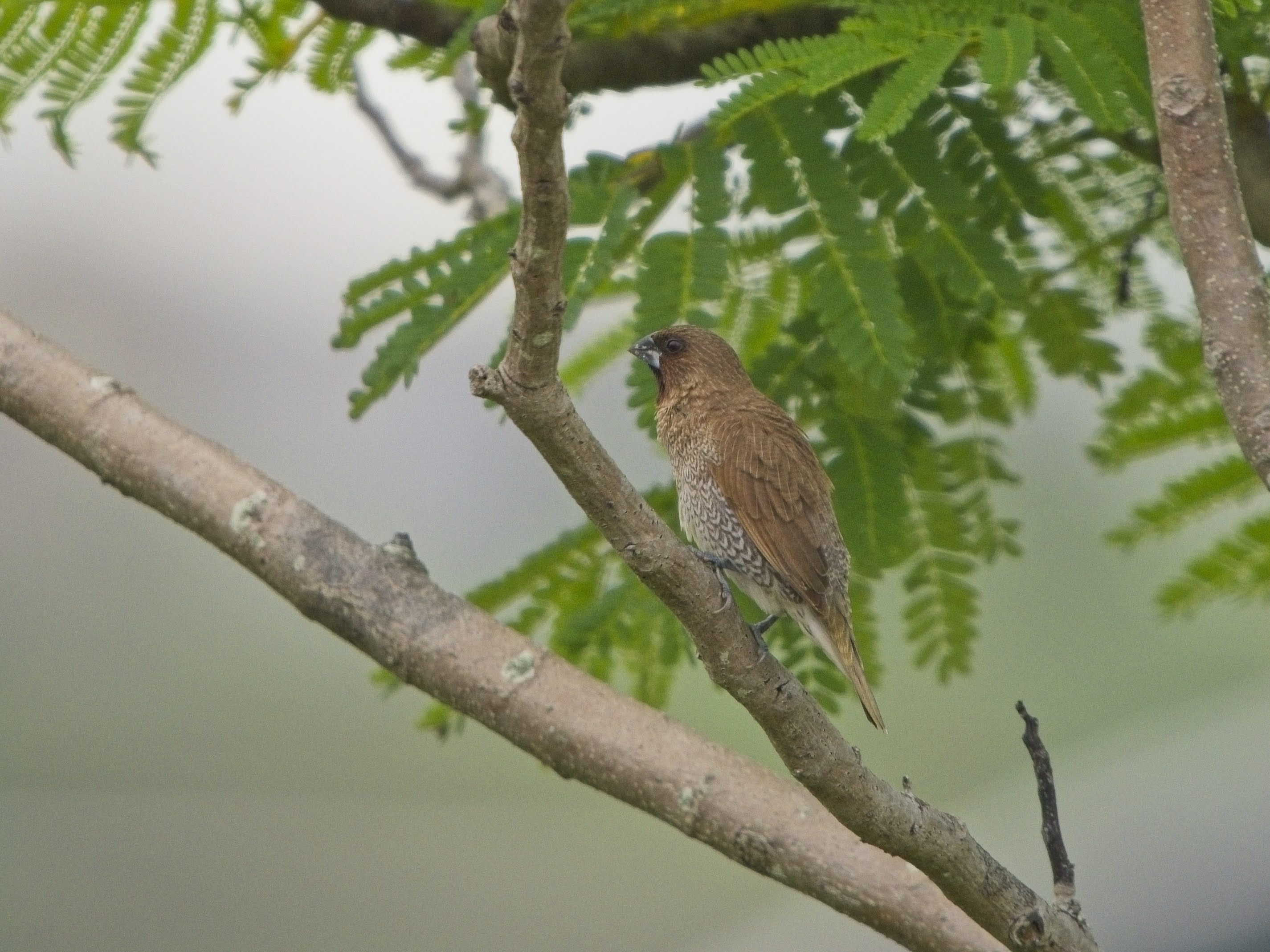 Scaly-breasted Munia