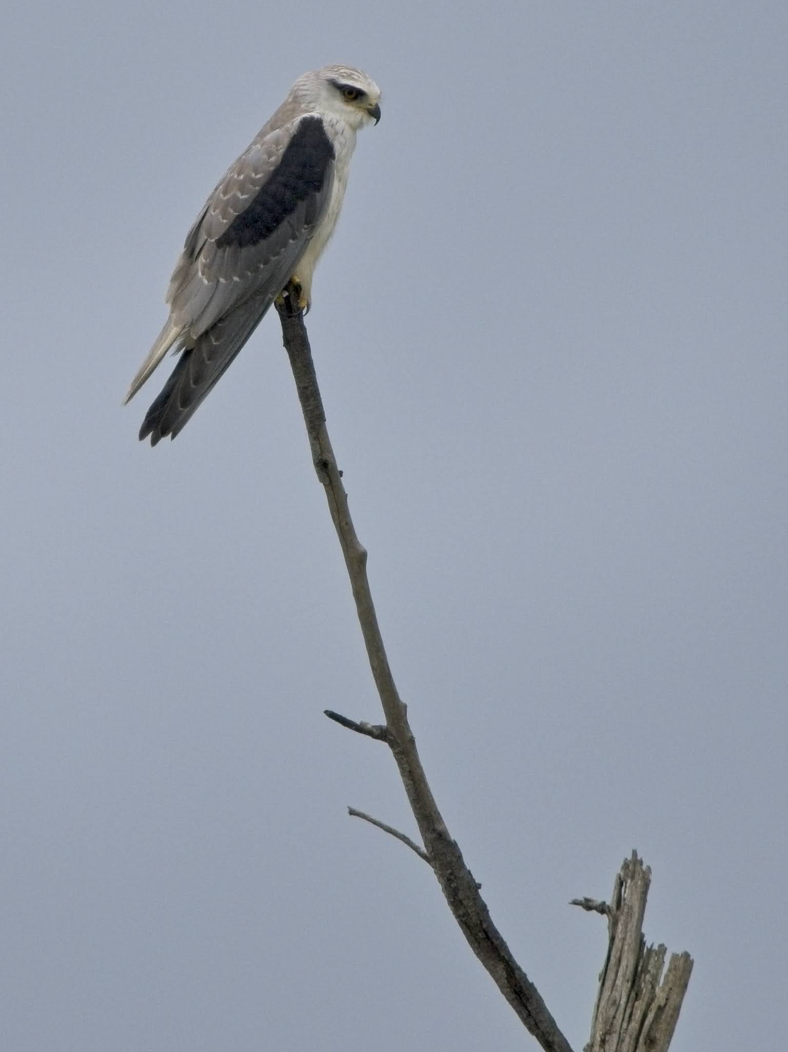 Black-shouldered Kite