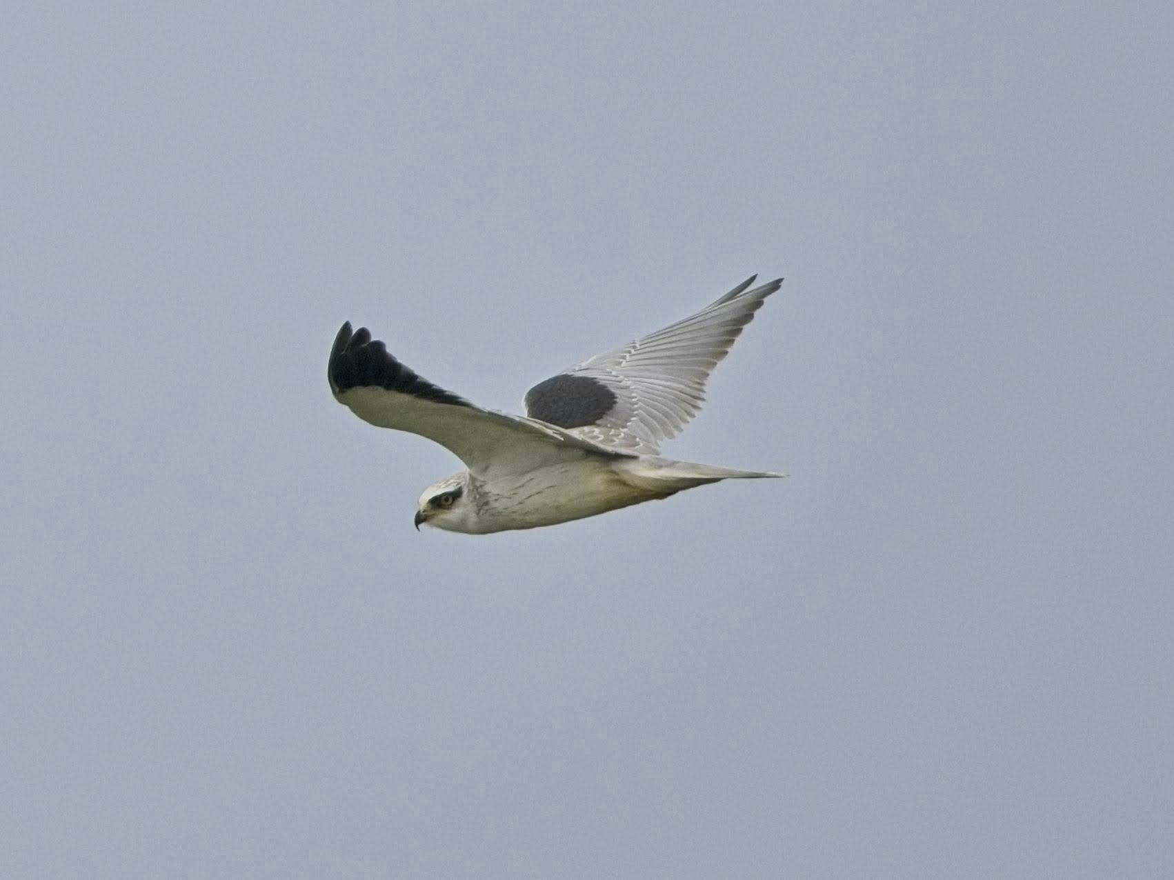 Black-shouldered Kite