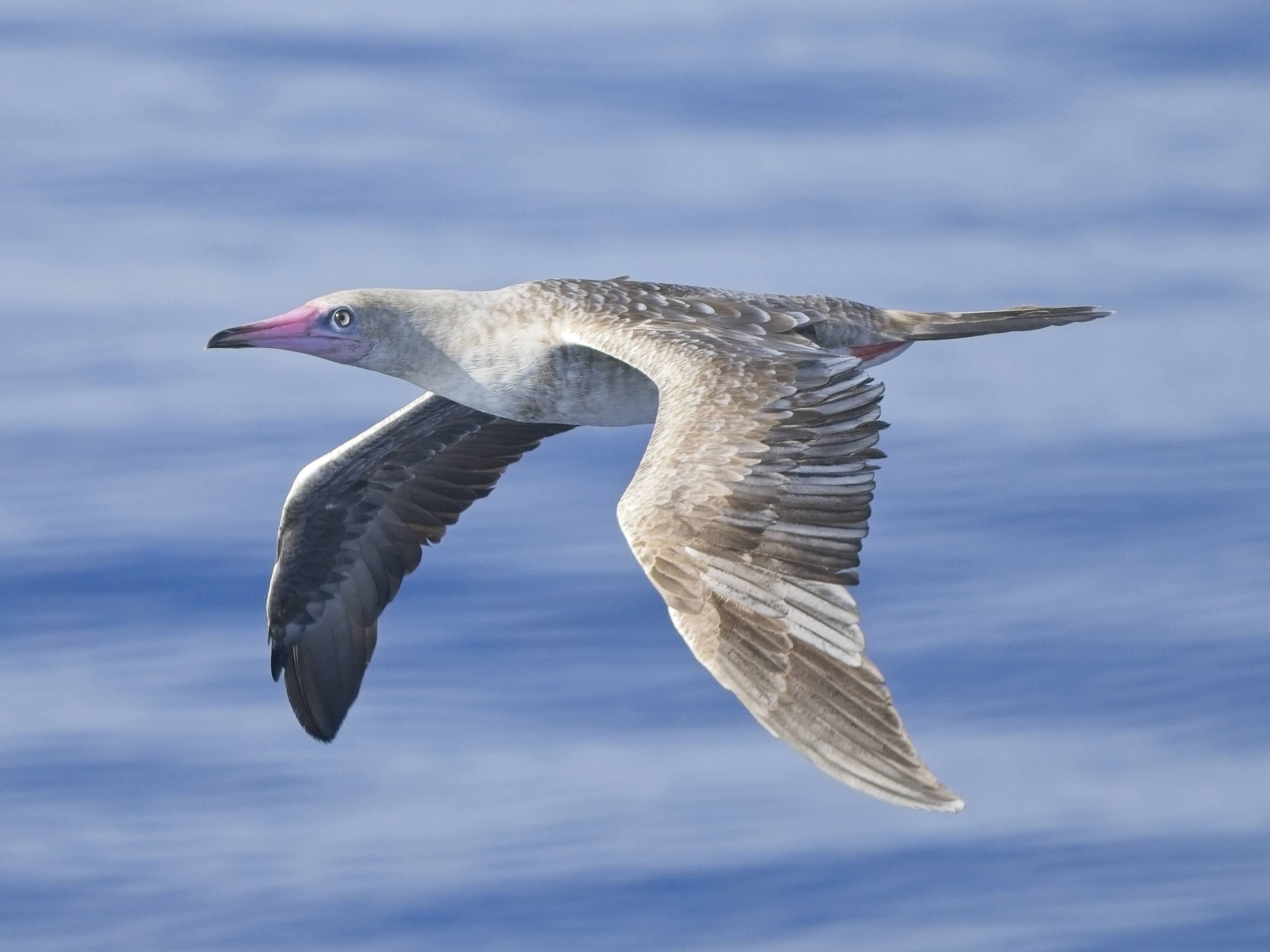 Red-footed Booby