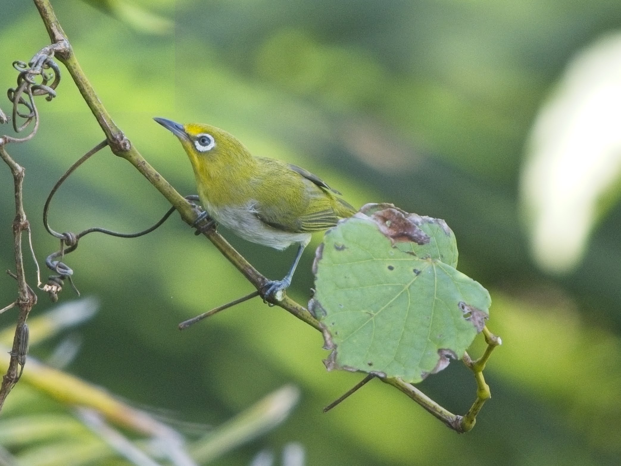 Lowland White-eye