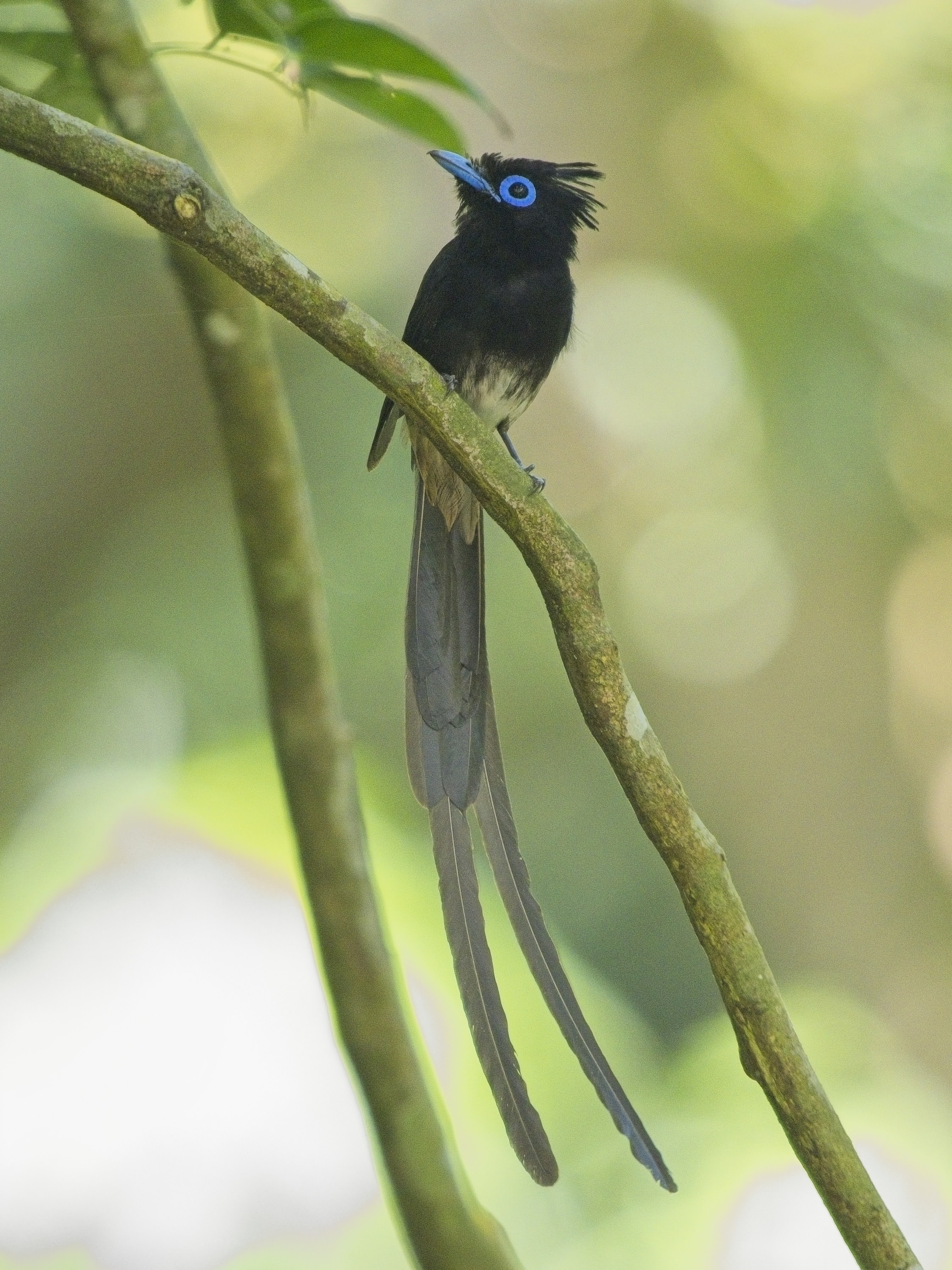 "Philippine" Black Paradise Flycatcher