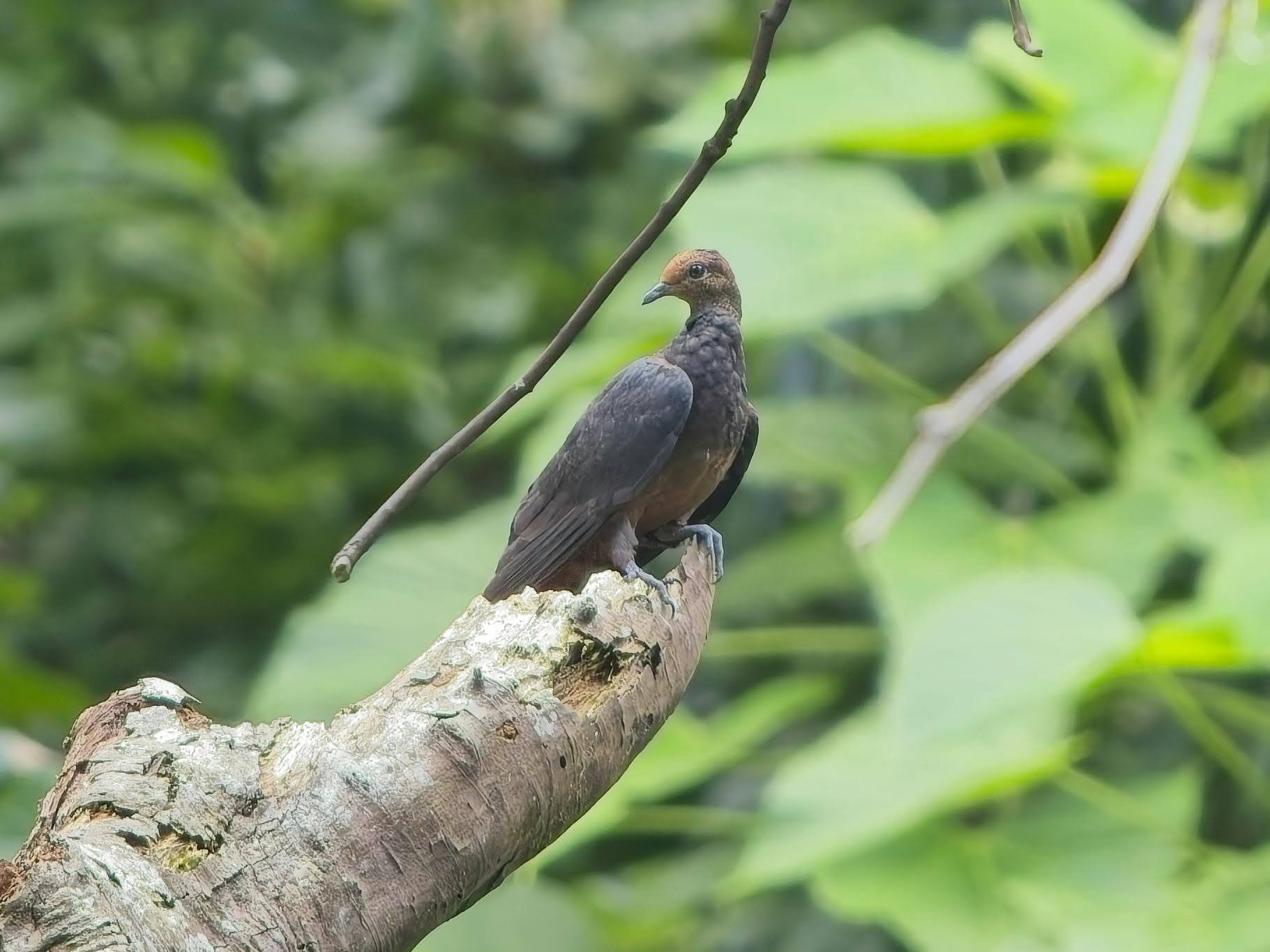 Philippine Cuckoo-Dove