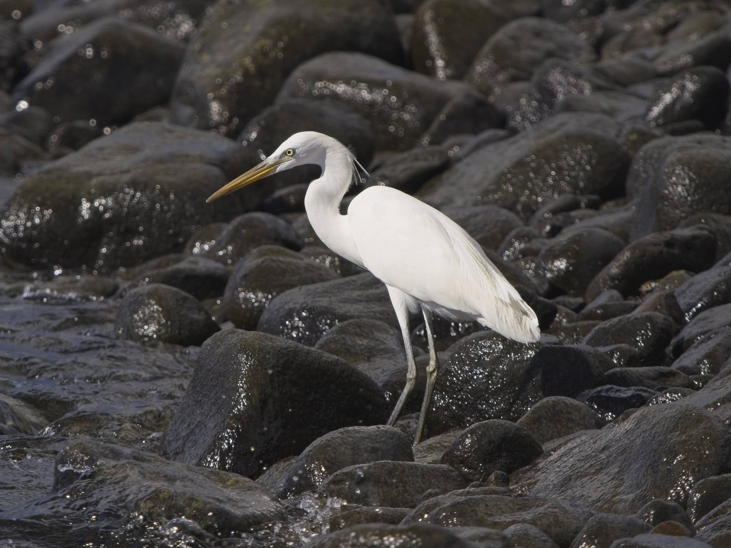 Chinese Egret