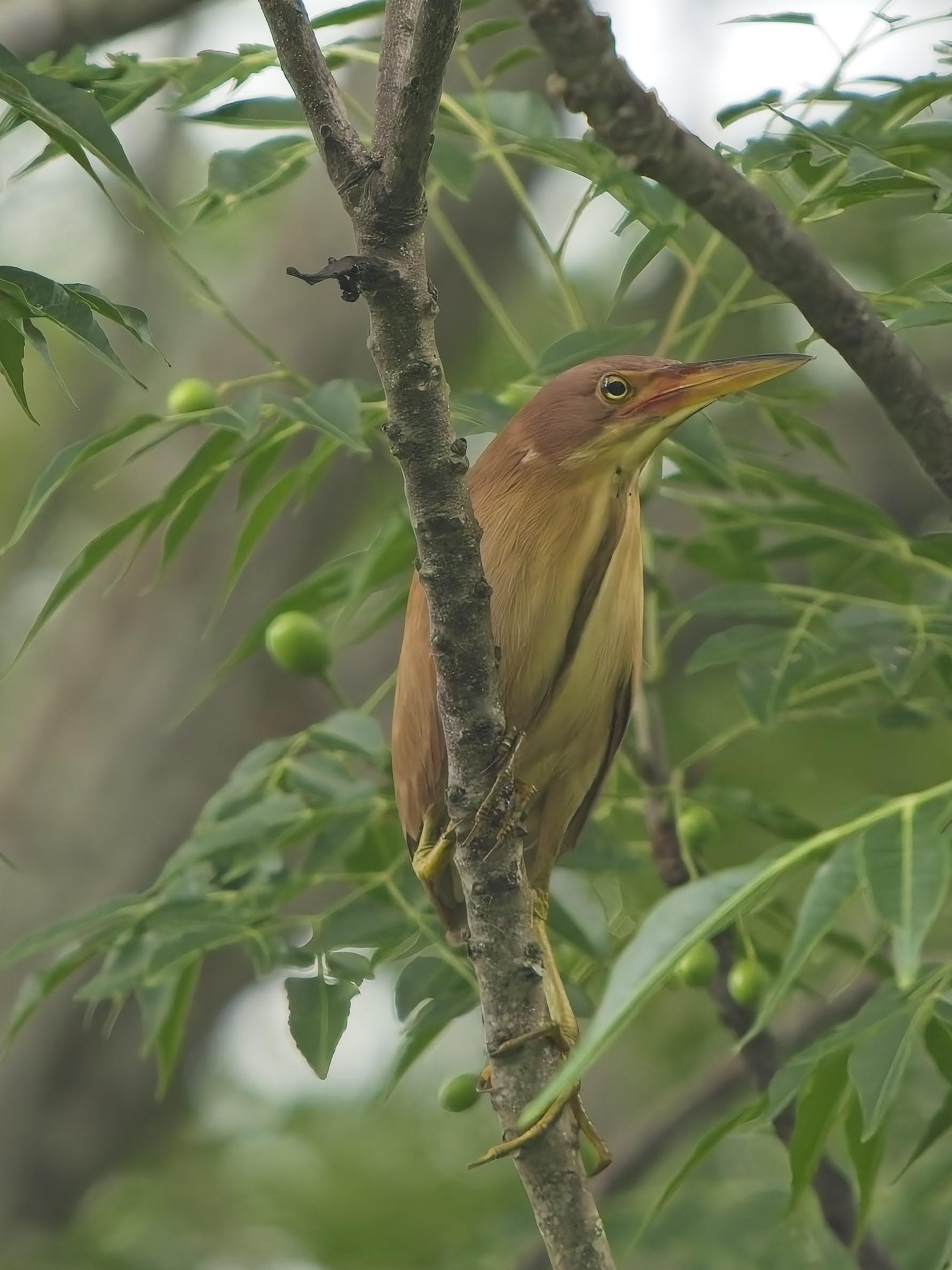 Cinnamon Bittern