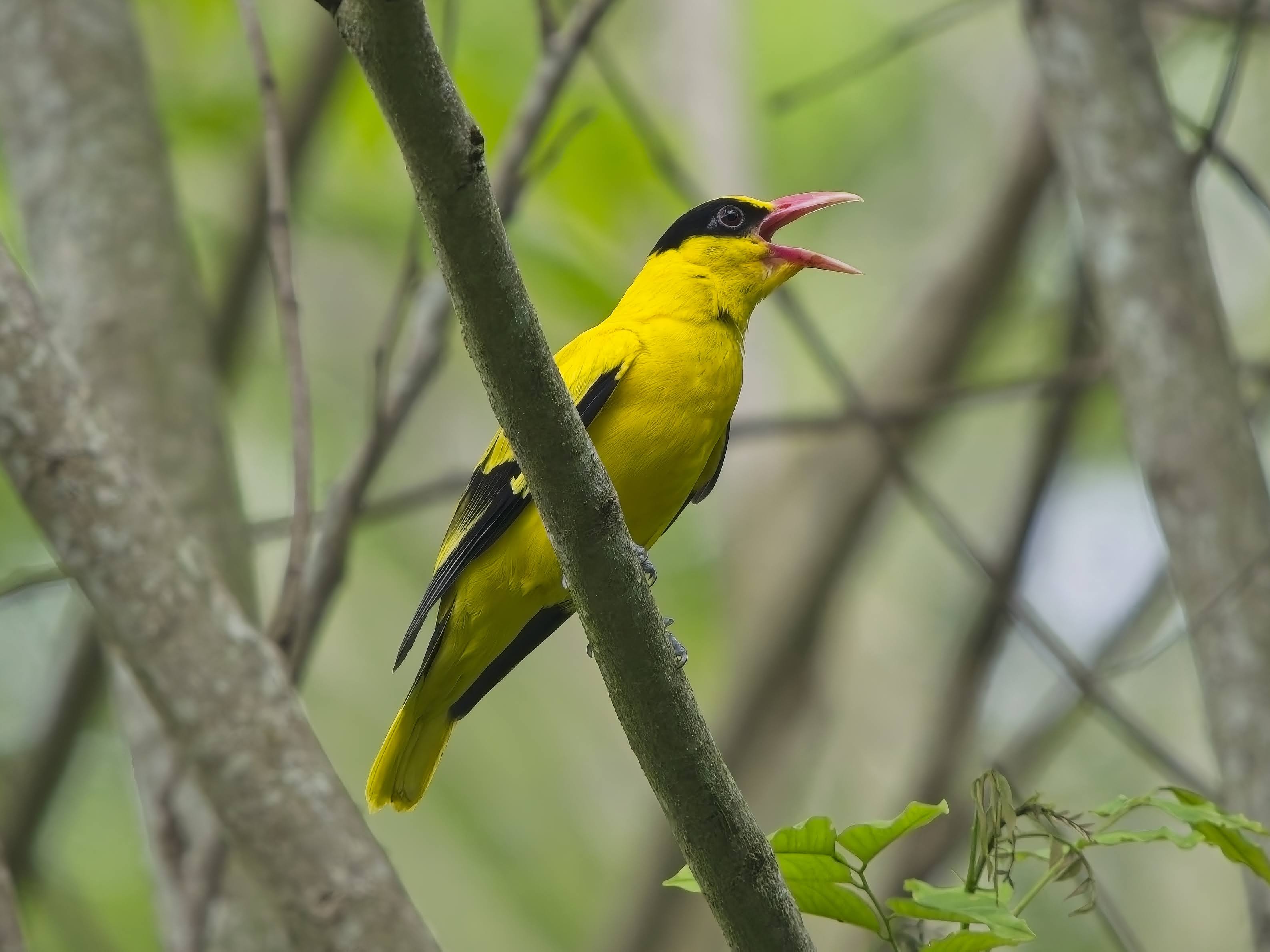 Black-naped Oriole