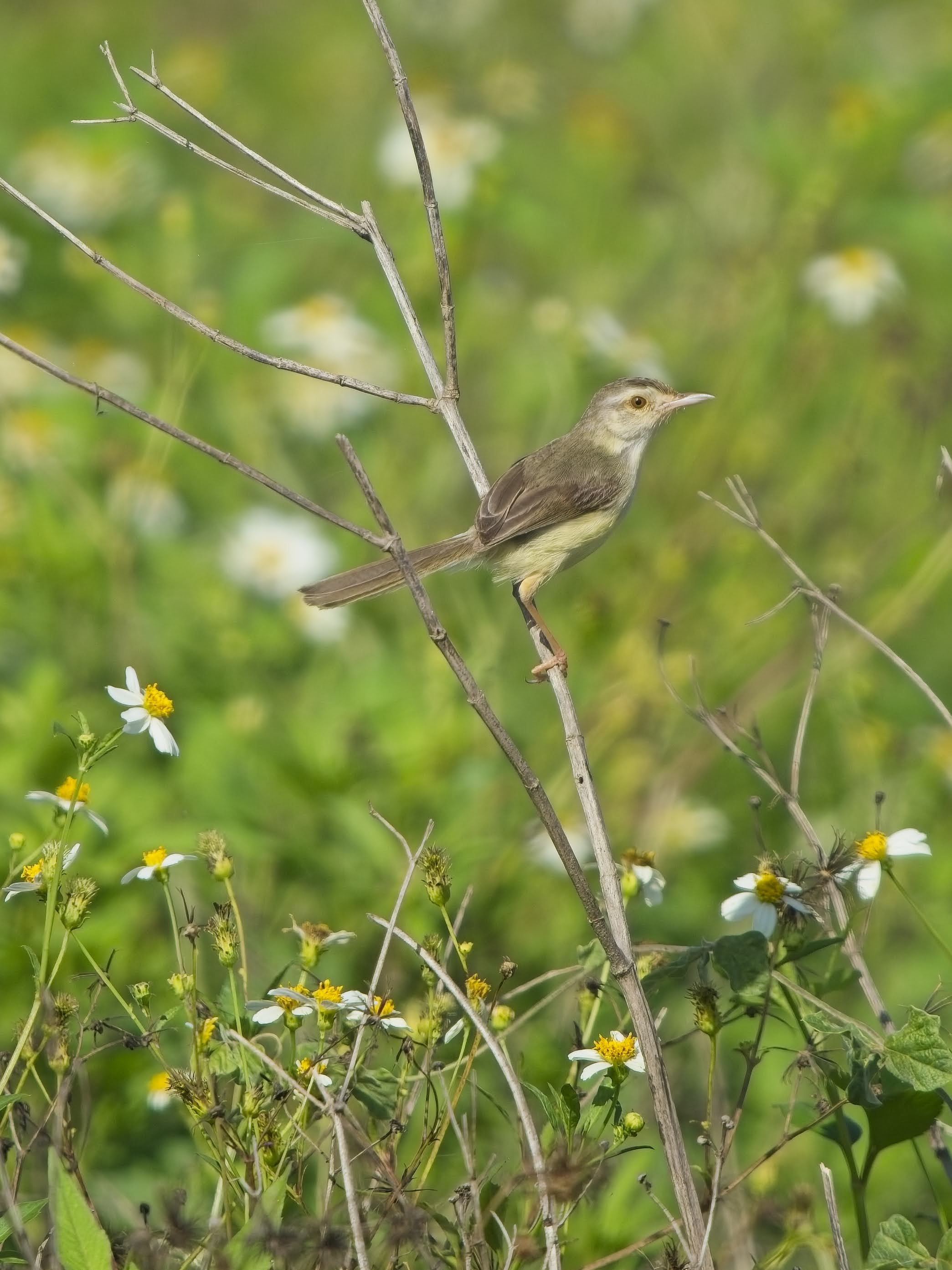 Plain Prinia