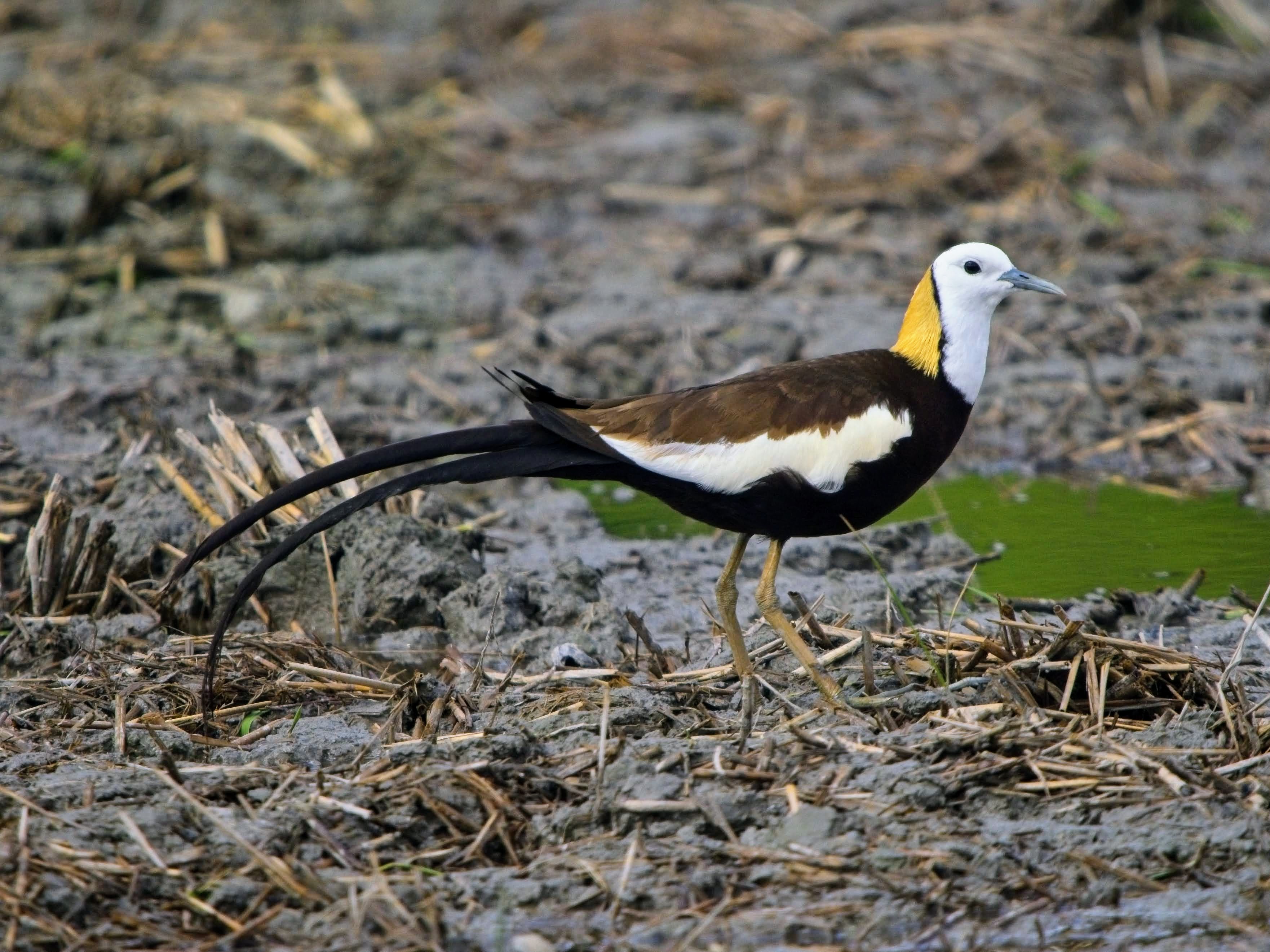 Pheasant-tailed Jacana