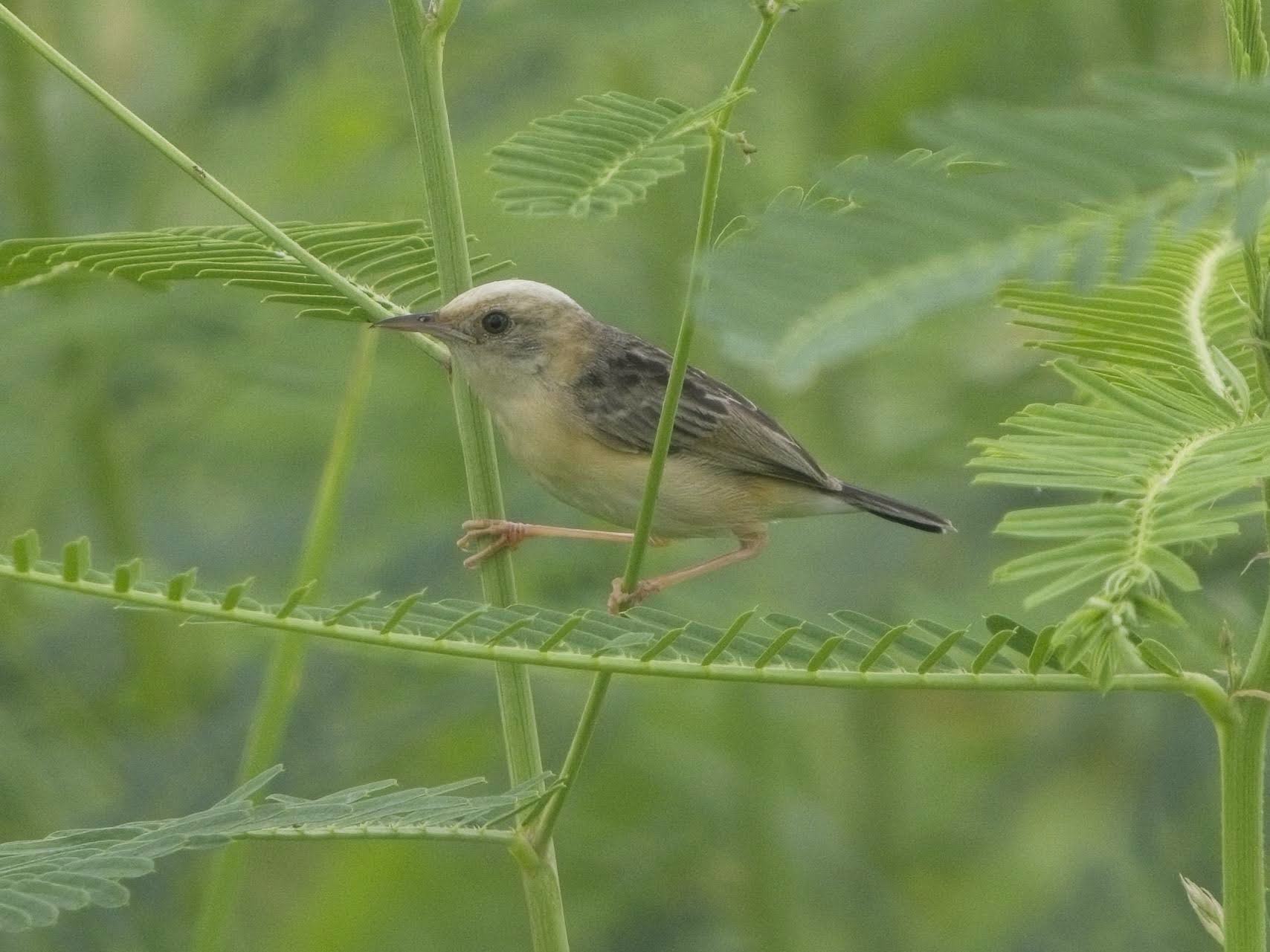 Golden-headed Cisticola
