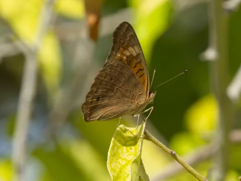 West Indian Mangrove Buckeye