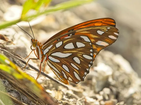 Gulf Fritillary