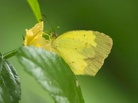 Boisduval's Yellow