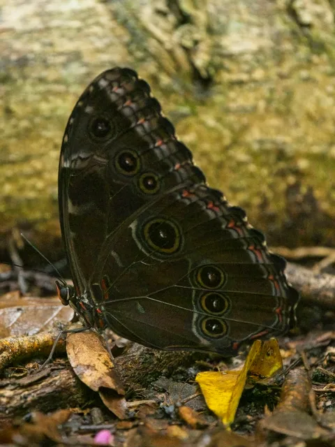 Common Morpho, ssp. montezuma
