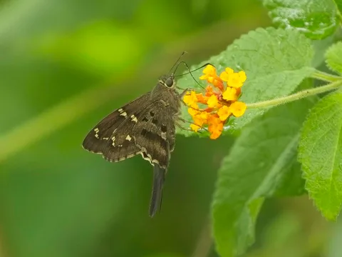 Long-tailed Skipper, ssp. proteus