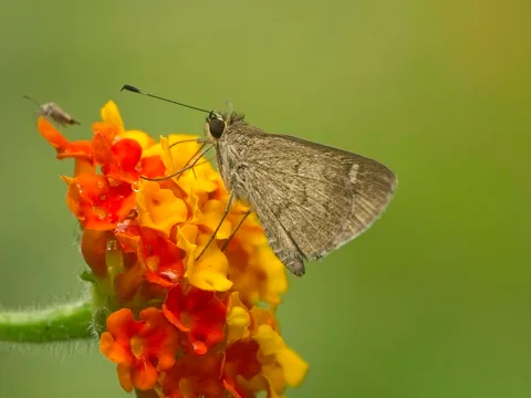 Saturnus Skipper